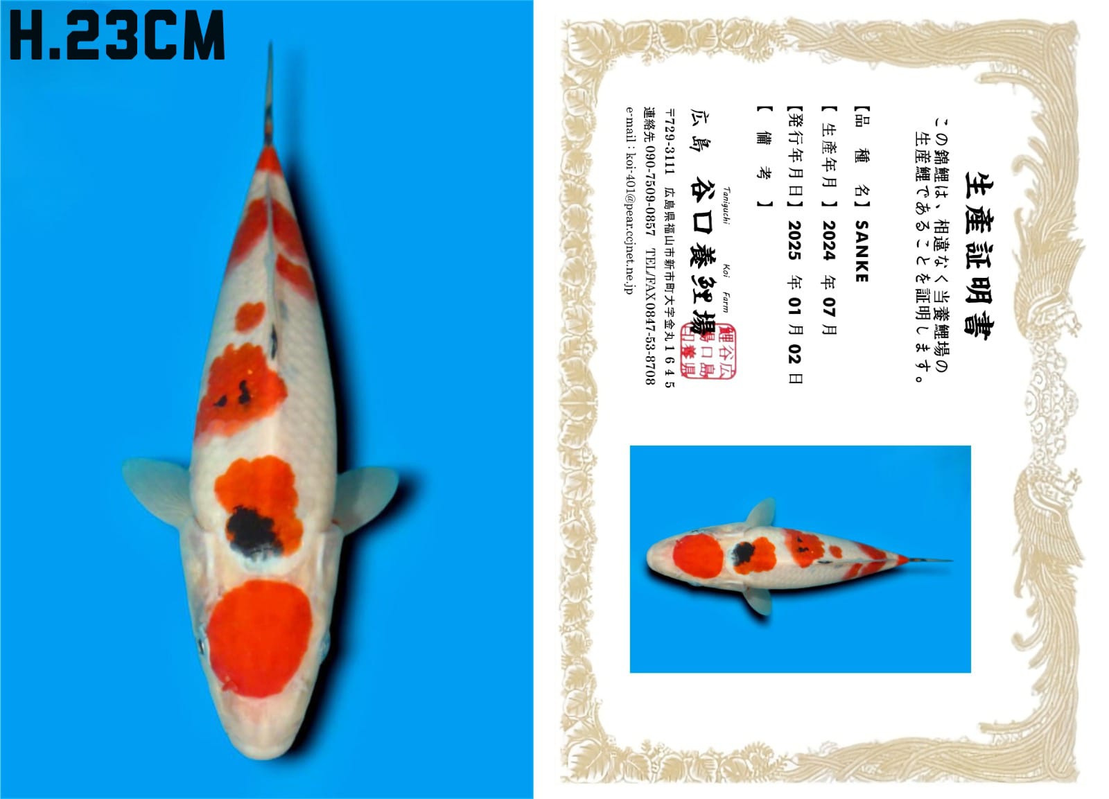 Lelang Koi Online, Jual Beli Ikan Koi, Pusat Jual Beli Koi, Info Lelang Koi Hari Ini, Platform Jual Beli Koi, Jual Beli Ikan Koi Online, Marketplace Ikan Koi, Jual Koi Terbaik, Tempat Beli Koi Berkualitas, Pasar Ikan Koi Online Terpercaya, Penjual Ikan Koi Terpercaya, Beli Koi Hias Online, Ikan Koi untuk Dijual, Koi Kualitas Terbaik, Toko Online Ikan Koi, Koi Hias Untuk Dijual, Jual Beli Ikan Koi Lokal, Koi Indonesia Online, Pusat Jual Beli Koi Terbesar