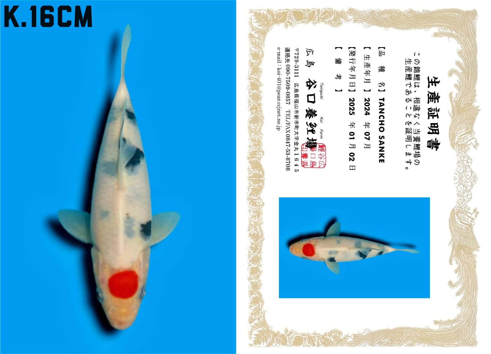 Lelang Koi Online, Jual Beli Ikan Koi, Pusat Jual Beli Koi, Info Lelang Koi Hari Ini, Platform Jual Beli Koi, Jual Beli Ikan Koi Online, Marketplace Ikan Koi, Jual Koi Terbaik, Tempat Beli Koi Berkualitas, Pasar Ikan Koi Online Terpercaya, Penjual Ikan Koi Terpercaya, Beli Koi Hias Online, Ikan Koi untuk Dijual, Koi Kualitas Terbaik, Toko Online Ikan Koi, Koi Hias Untuk Dijual, Jual Beli Ikan Koi Lokal, Koi Indonesia Online, Pusat Jual Beli Koi Terbesar