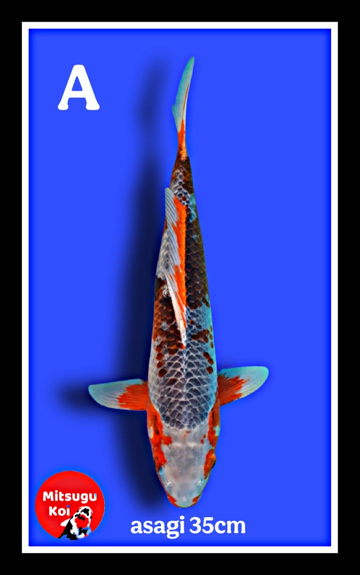 Lelang Koi Online, Jual Beli Ikan Koi, Pusat Jual Beli Koi, Info Lelang Koi Hari Ini, Platform Jual Beli Koi, Jual Beli Ikan Koi Online, Marketplace Ikan Koi, Jual Koi Terbaik, Tempat Beli Koi Berkualitas, Pasar Ikan Koi Online Terpercaya, Penjual Ikan Koi Terpercaya, Beli Koi Hias Online, Ikan Koi untuk Dijual, Koi Kualitas Terbaik, Toko Online Ikan Koi, Koi Hias Untuk Dijual, Jual Beli Ikan Koi Lokal, Koi Indonesia Online, Pusat Jual Beli Koi Terbesar