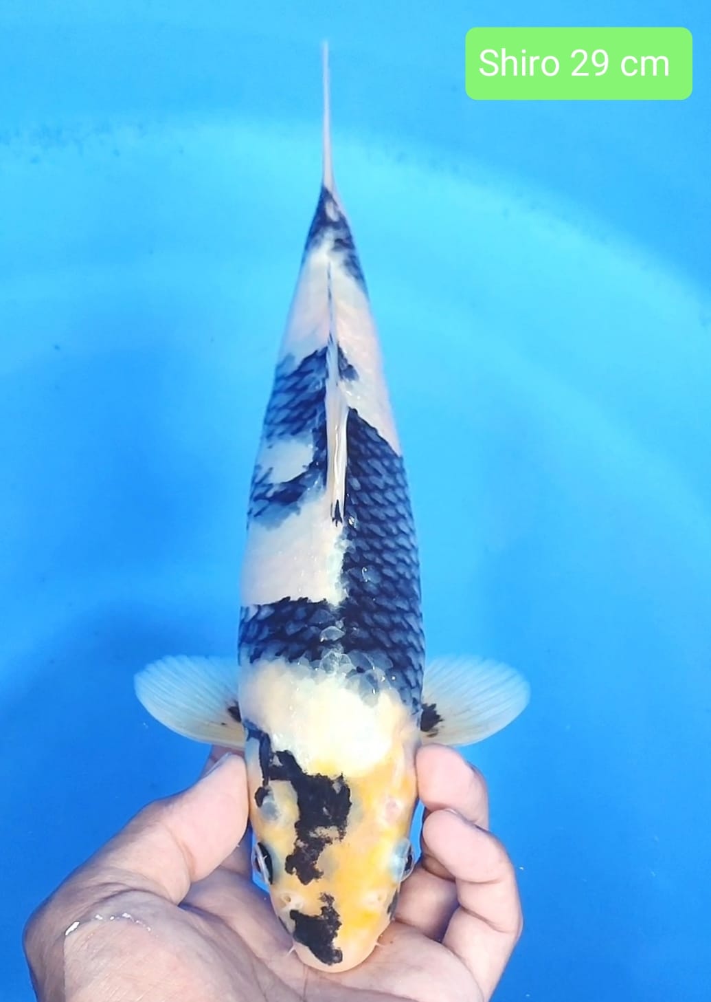 Lelang Koi Online, Jual Beli Ikan Koi, Pusat Jual Beli Koi, Info Lelang Koi Hari Ini, Platform Jual Beli Koi, Jual Beli Ikan Koi Online, Marketplace Ikan Koi, Jual Koi Terbaik, Tempat Beli Koi Berkualitas, Pasar Ikan Koi Online Terpercaya, Penjual Ikan Koi Terpercaya, Beli Koi Hias Online, Ikan Koi untuk Dijual, Koi Kualitas Terbaik, Toko Online Ikan Koi, Koi Hias Untuk Dijual, Jual Beli Ikan Koi Lokal, Koi Indonesia Online, Pusat Jual Beli Koi Terbesar