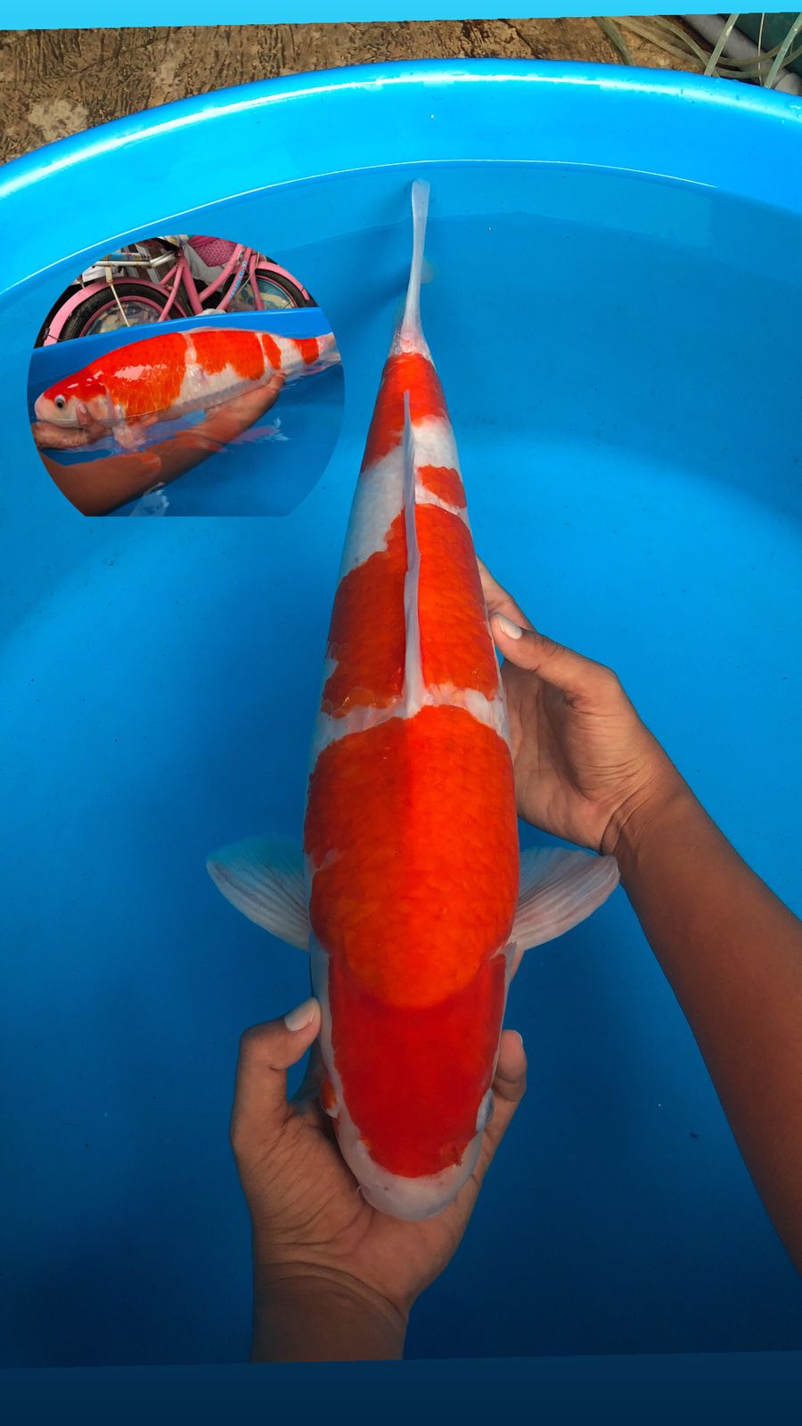 Lelang Koi Online, Jual Beli Ikan Koi, Pusat Jual Beli Koi, Info Lelang Koi Hari Ini, Platform Jual Beli Koi, Jual Beli Ikan Koi Online, Marketplace Ikan Koi, Jual Koi Terbaik, Tempat Beli Koi Berkualitas, Pasar Ikan Koi Online Terpercaya, Penjual Ikan Koi Terpercaya, Beli Koi Hias Online, Ikan Koi untuk Dijual, Koi Kualitas Terbaik, Toko Online Ikan Koi, Koi Hias Untuk Dijual, Jual Beli Ikan Koi Lokal, Koi Indonesia Online, Pusat Jual Beli Koi Terbesar