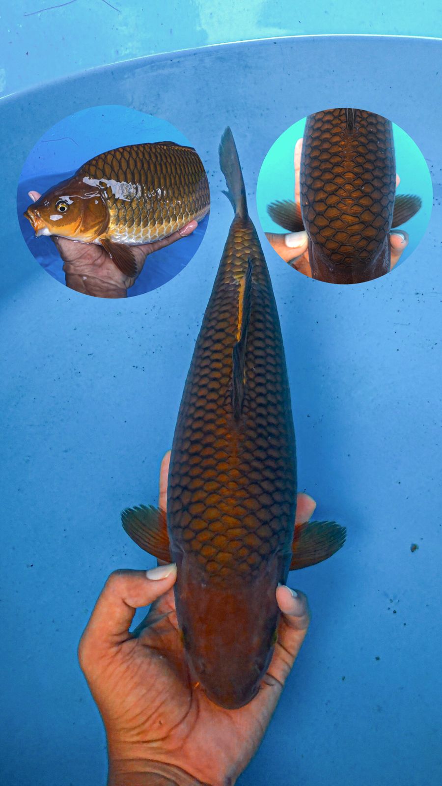 Lelang Koi Online, Jual Beli Ikan Koi, Pusat Jual Beli Koi, Info Lelang Koi Hari Ini, Platform Jual Beli Koi, Jual Beli Ikan Koi Online, Marketplace Ikan Koi, Jual Koi Terbaik, Tempat Beli Koi Berkualitas, Pasar Ikan Koi Online Terpercaya, Penjual Ikan Koi Terpercaya, Beli Koi Hias Online, Ikan Koi untuk Dijual, Koi Kualitas Terbaik, Toko Online Ikan Koi, Koi Hias Untuk Dijual, Jual Beli Ikan Koi Lokal, Koi Indonesia Online, Pusat Jual Beli Koi Terbesar