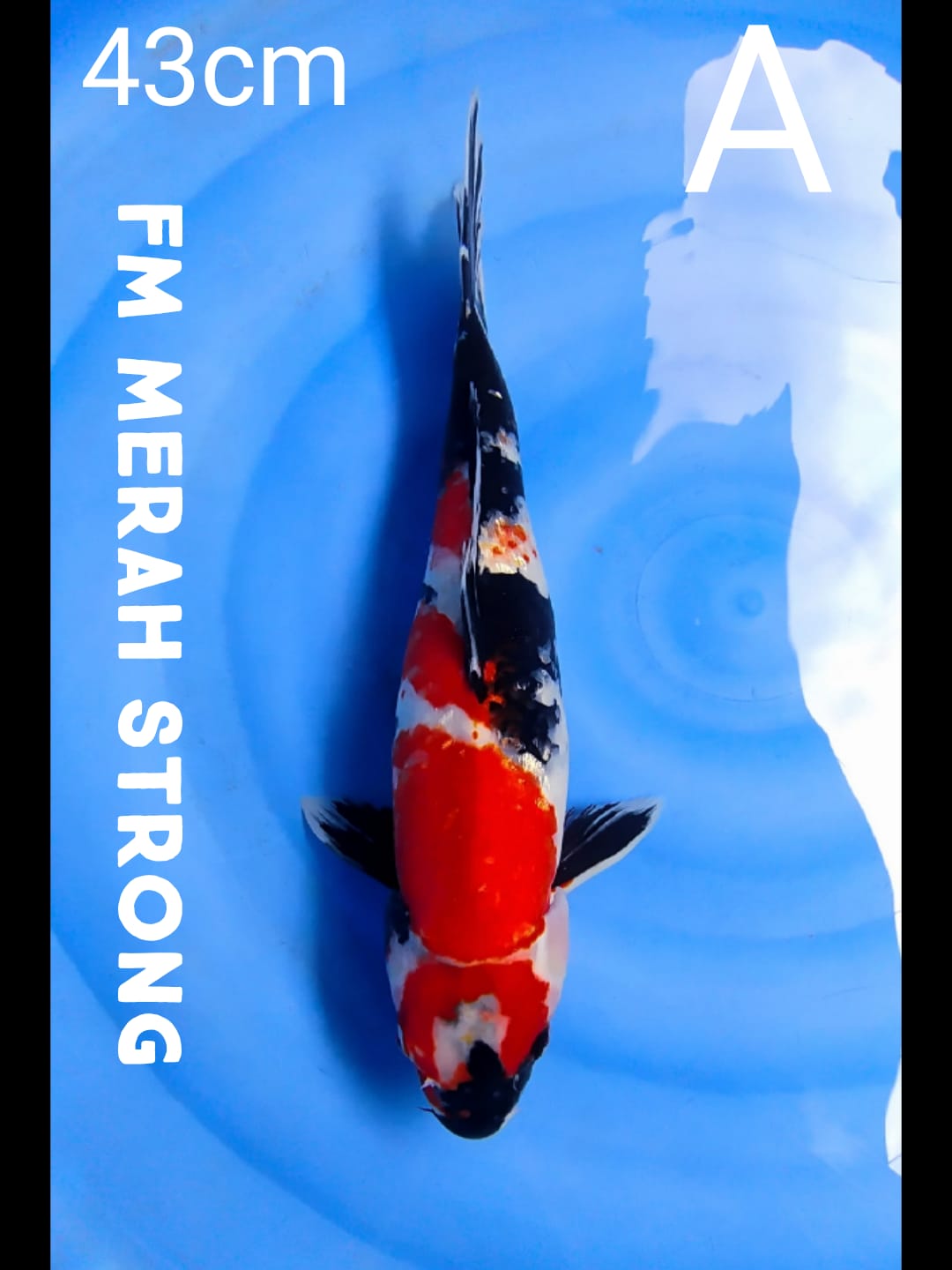 Lelang Koi Online, Jual Beli Ikan Koi, Pusat Jual Beli Koi, Info Lelang Koi Hari Ini, Platform Jual Beli Koi, Jual Beli Ikan Koi Online, Marketplace Ikan Koi, Jual Koi Terbaik, Tempat Beli Koi Berkualitas, Pasar Ikan Koi Online Terpercaya, Penjual Ikan Koi Terpercaya, Beli Koi Hias Online, Ikan Koi untuk Dijual, Koi Kualitas Terbaik, Toko Online Ikan Koi, Koi Hias Untuk Dijual, Jual Beli Ikan Koi Lokal, Koi Indonesia Online, Pusat Jual Beli Koi Terbesar