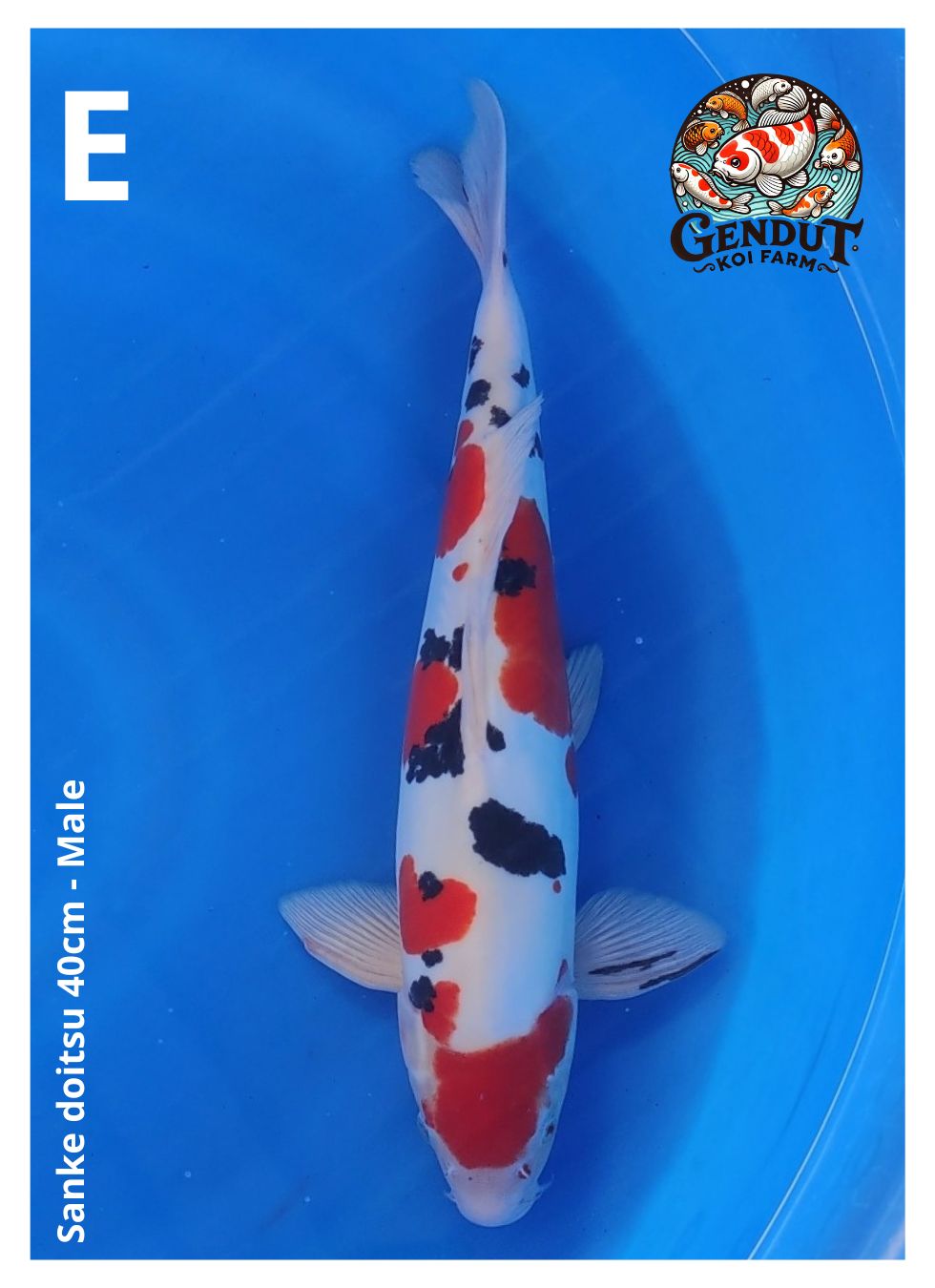 Lelang Koi Online, Jual Beli Ikan Koi, Pusat Jual Beli Koi, Info Lelang Koi Hari Ini, Platform Jual Beli Koi, Jual Beli Ikan Koi Online, Marketplace Ikan Koi, Jual Koi Terbaik, Tempat Beli Koi Berkualitas, Pasar Ikan Koi Online Terpercaya, Penjual Ikan Koi Terpercaya, Beli Koi Hias Online, Ikan Koi untuk Dijual, Koi Kualitas Terbaik, Toko Online Ikan Koi, Koi Hias Untuk Dijual, Jual Beli Ikan Koi Lokal, Koi Indonesia Online, Pusat Jual Beli Koi Terbesar