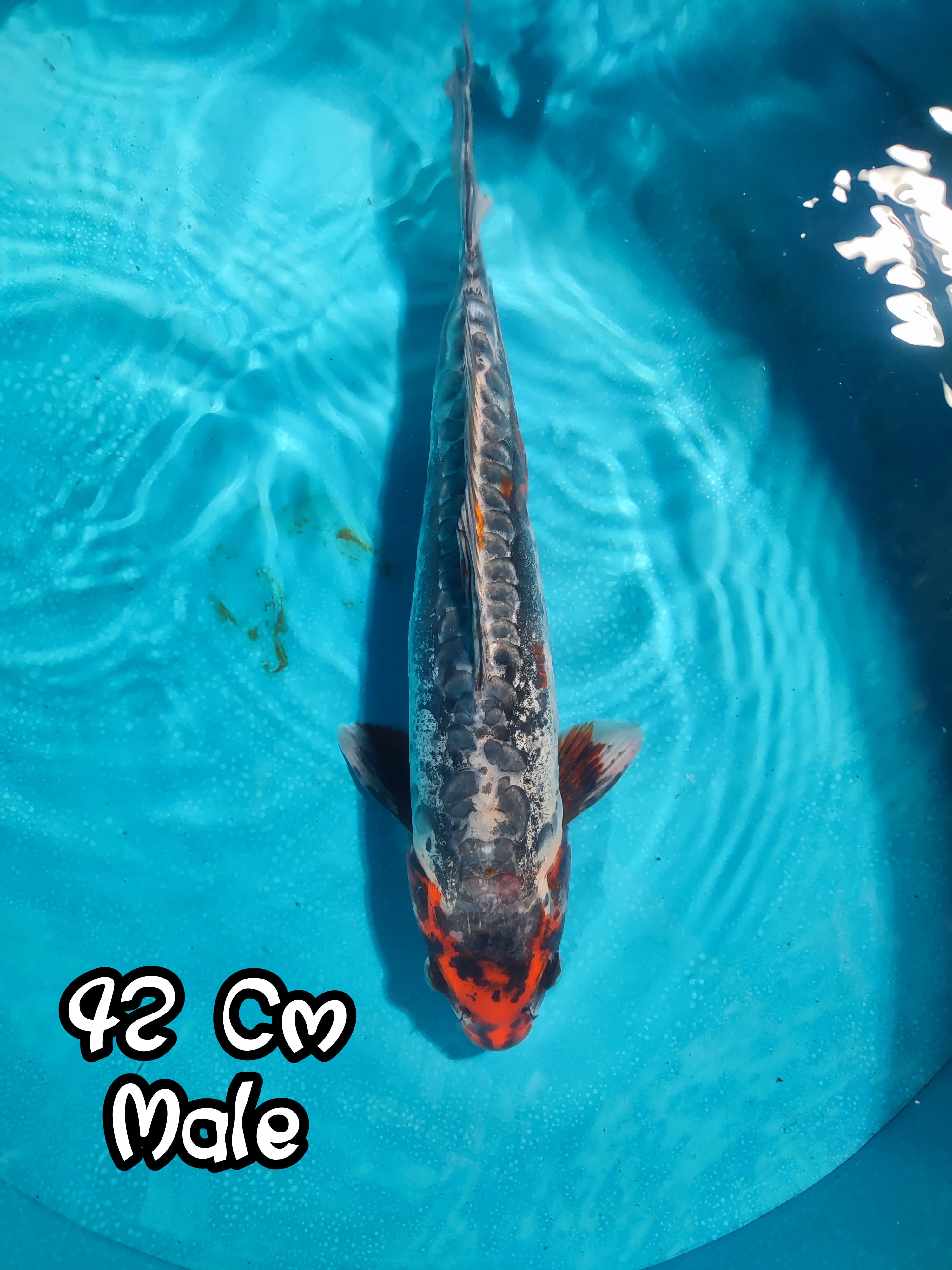 Lelang Koi Online, Jual Beli Ikan Koi, Pusat Jual Beli Koi, Info Lelang Koi Hari Ini, Platform Jual Beli Koi, Jual Beli Ikan Koi Online, Marketplace Ikan Koi, Jual Koi Terbaik, Tempat Beli Koi Berkualitas, Pasar Ikan Koi Online Terpercaya, Penjual Ikan Koi Terpercaya, Beli Koi Hias Online, Ikan Koi untuk Dijual, Koi Kualitas Terbaik, Toko Online Ikan Koi, Koi Hias Untuk Dijual, Jual Beli Ikan Koi Lokal, Koi Indonesia Online, Pusat Jual Beli Koi Terbesar