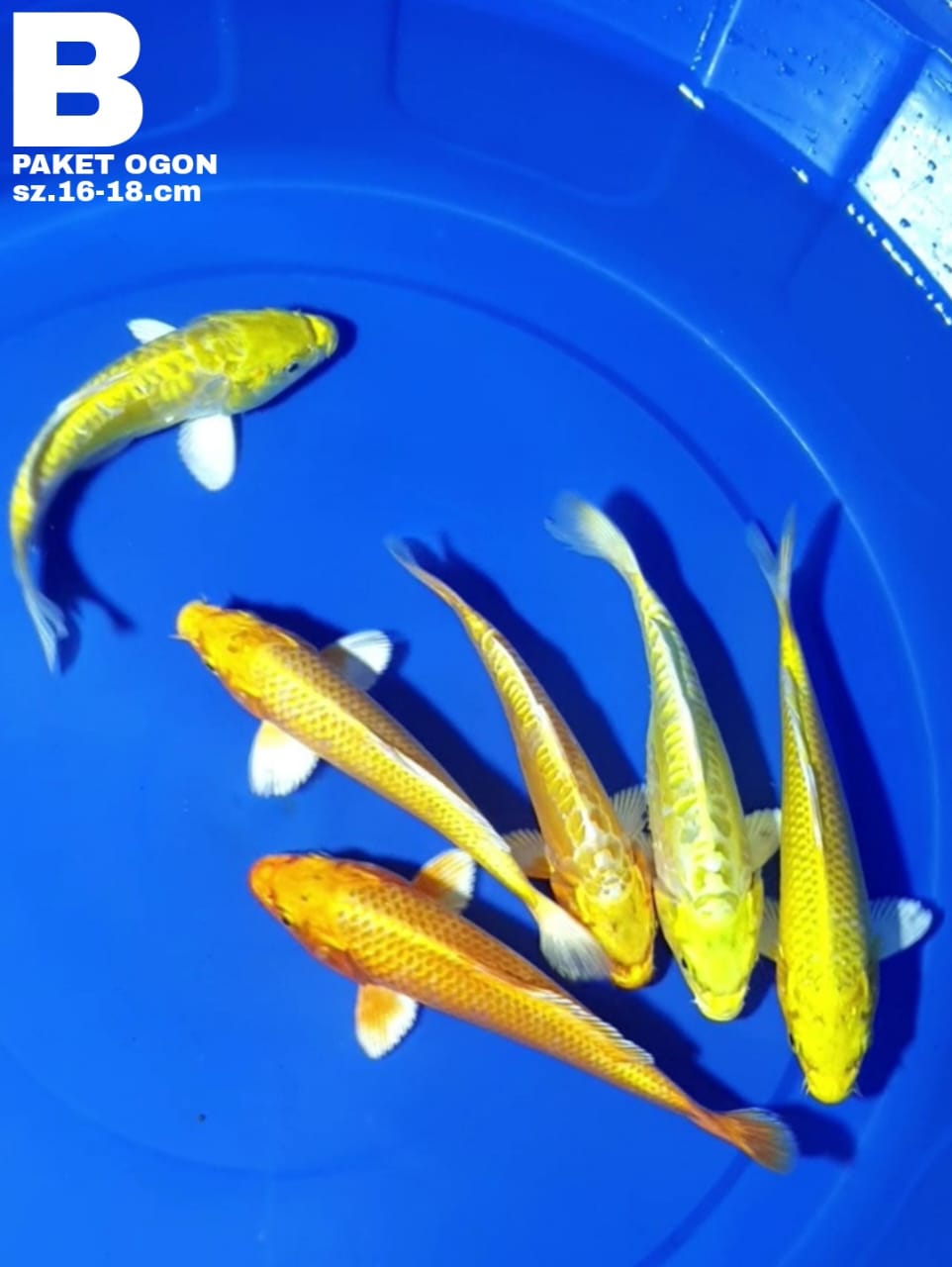 Lelang Koi Online, Jual Beli Ikan Koi, Pusat Jual Beli Koi, Info Lelang Koi Hari Ini, Platform Jual Beli Koi, Jual Beli Ikan Koi Online, Marketplace Ikan Koi, Jual Koi Terbaik, Tempat Beli Koi Berkualitas, Pasar Ikan Koi Online Terpercaya, Penjual Ikan Koi Terpercaya, Beli Koi Hias Online, Ikan Koi untuk Dijual, Koi Kualitas Terbaik, Toko Online Ikan Koi, Koi Hias Untuk Dijual, Jual Beli Ikan Koi Lokal, Koi Indonesia Online, Pusat Jual Beli Koi Terbesar