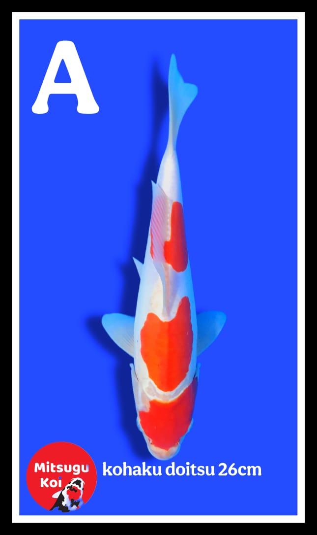 Lelang Koi Online, Jual Beli Ikan Koi, Pusat Jual Beli Koi, Info Lelang Koi Hari Ini, Platform Jual Beli Koi, Jual Beli Ikan Koi Online, Marketplace Ikan Koi, Jual Koi Terbaik, Tempat Beli Koi Berkualitas, Pasar Ikan Koi Online Terpercaya, Penjual Ikan Koi Terpercaya, Beli Koi Hias Online, Ikan Koi untuk Dijual, Koi Kualitas Terbaik, Toko Online Ikan Koi, Koi Hias Untuk Dijual, Jual Beli Ikan Koi Lokal, Koi Indonesia Online, Pusat Jual Beli Koi Terbesar