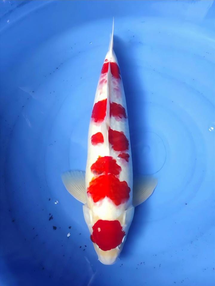 Lelang Koi Online, Jual Beli Ikan Koi, Pusat Jual Beli Koi, Info Lelang Koi Hari Ini, Platform Jual Beli Koi, Jual Beli Ikan Koi Online, Marketplace Ikan Koi, Jual Koi Terbaik, Tempat Beli Koi Berkualitas, Pasar Ikan Koi Online Terpercaya, Penjual Ikan Koi Terpercaya, Beli Koi Hias Online, Ikan Koi untuk Dijual, Koi Kualitas Terbaik, Toko Online Ikan Koi, Koi Hias Untuk Dijual, Jual Beli Ikan Koi Lokal, Koi Indonesia Online, Pusat Jual Beli Koi Terbesar
