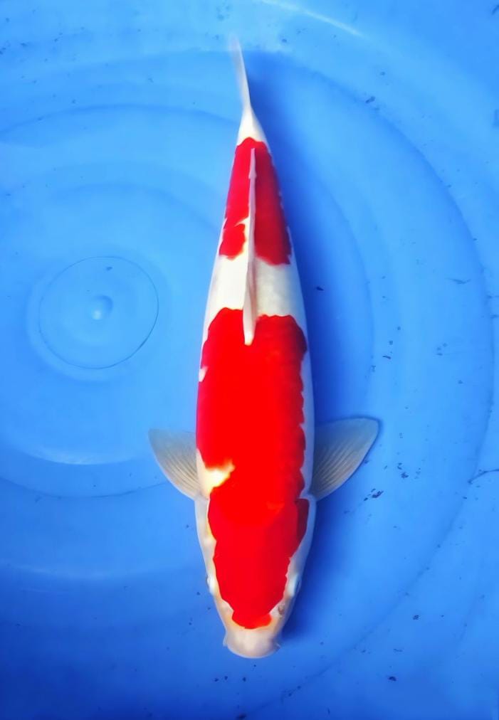 Lelang Koi Online, Jual Beli Ikan Koi, Pusat Jual Beli Koi, Info Lelang Koi Hari Ini, Platform Jual Beli Koi, Jual Beli Ikan Koi Online, Marketplace Ikan Koi, Jual Koi Terbaik, Tempat Beli Koi Berkualitas, Pasar Ikan Koi Online Terpercaya, Penjual Ikan Koi Terpercaya, Beli Koi Hias Online, Ikan Koi untuk Dijual, Koi Kualitas Terbaik, Toko Online Ikan Koi, Koi Hias Untuk Dijual, Jual Beli Ikan Koi Lokal, Koi Indonesia Online, Pusat Jual Beli Koi Terbesar