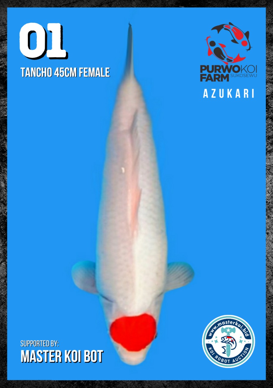 Lelang Koi Online, Jual Beli Ikan Koi, Pusat Jual Beli Koi, Info Lelang Koi Hari Ini, Platform Jual Beli Koi, Jual Beli Ikan Koi Online, Marketplace Ikan Koi, Jual Koi Terbaik, Tempat Beli Koi Berkualitas, Pasar Ikan Koi Online Terpercaya, Penjual Ikan Koi Terpercaya, Beli Koi Hias Online, Ikan Koi untuk Dijual, Koi Kualitas Terbaik, Toko Online Ikan Koi, Koi Hias Untuk Dijual, Jual Beli Ikan Koi Lokal, Koi Indonesia Online, Pusat Jual Beli Koi Terbesar