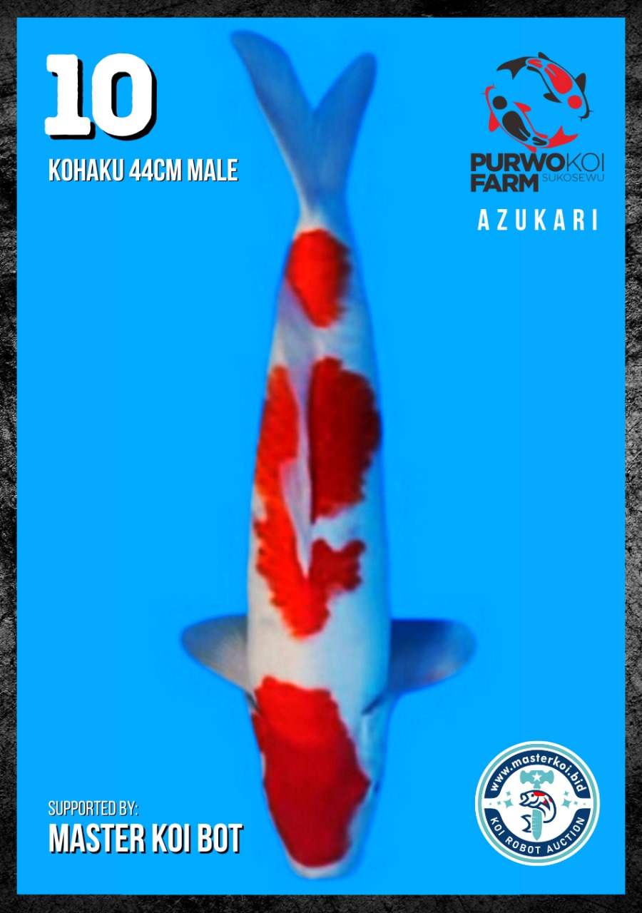 Lelang Koi Online, Jual Beli Ikan Koi, Pusat Jual Beli Koi, Info Lelang Koi Hari Ini, Platform Jual Beli Koi, Jual Beli Ikan Koi Online, Marketplace Ikan Koi, Jual Koi Terbaik, Tempat Beli Koi Berkualitas, Pasar Ikan Koi Online Terpercaya, Penjual Ikan Koi Terpercaya, Beli Koi Hias Online, Ikan Koi untuk Dijual, Koi Kualitas Terbaik, Toko Online Ikan Koi, Koi Hias Untuk Dijual, Jual Beli Ikan Koi Lokal, Koi Indonesia Online, Pusat Jual Beli Koi Terbesar