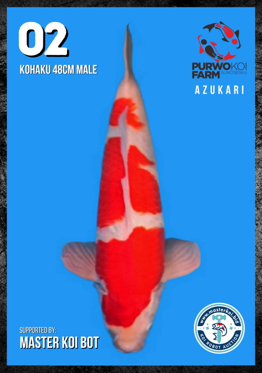 Lelang Koi Online, Jual Beli Ikan Koi, Pusat Jual Beli Koi, Info Lelang Koi Hari Ini, Platform Jual Beli Koi, Jual Beli Ikan Koi Online, Marketplace Ikan Koi, Jual Koi Terbaik, Tempat Beli Koi Berkualitas, Pasar Ikan Koi Online Terpercaya, Penjual Ikan Koi Terpercaya, Beli Koi Hias Online, Ikan Koi untuk Dijual, Koi Kualitas Terbaik, Toko Online Ikan Koi, Koi Hias Untuk Dijual, Jual Beli Ikan Koi Lokal, Koi Indonesia Online, Pusat Jual Beli Koi Terbesar