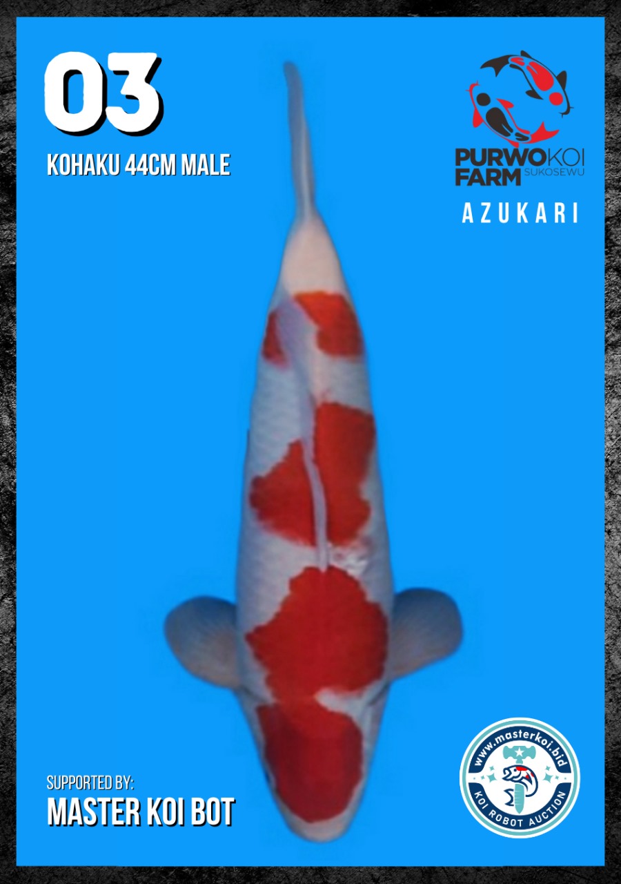 Lelang Koi Online, Jual Beli Ikan Koi, Pusat Jual Beli Koi, Info Lelang Koi Hari Ini, Platform Jual Beli Koi, Jual Beli Ikan Koi Online, Marketplace Ikan Koi, Jual Koi Terbaik, Tempat Beli Koi Berkualitas, Pasar Ikan Koi Online Terpercaya, Penjual Ikan Koi Terpercaya, Beli Koi Hias Online, Ikan Koi untuk Dijual, Koi Kualitas Terbaik, Toko Online Ikan Koi, Koi Hias Untuk Dijual, Jual Beli Ikan Koi Lokal, Koi Indonesia Online, Pusat Jual Beli Koi Terbesar