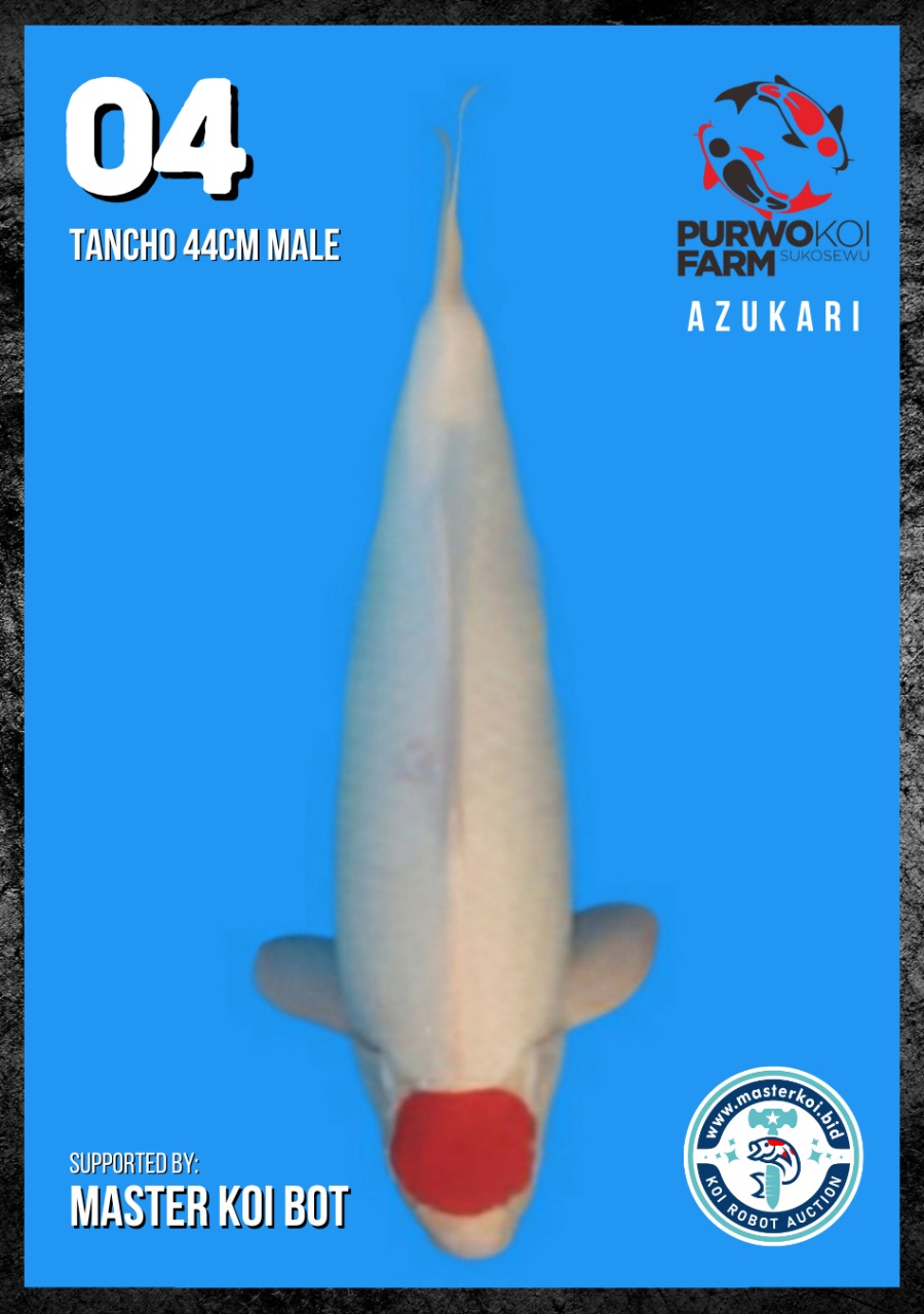 Lelang Koi Online, Jual Beli Ikan Koi, Pusat Jual Beli Koi, Info Lelang Koi Hari Ini, Platform Jual Beli Koi, Jual Beli Ikan Koi Online, Marketplace Ikan Koi, Jual Koi Terbaik, Tempat Beli Koi Berkualitas, Pasar Ikan Koi Online Terpercaya, Penjual Ikan Koi Terpercaya, Beli Koi Hias Online, Ikan Koi untuk Dijual, Koi Kualitas Terbaik, Toko Online Ikan Koi, Koi Hias Untuk Dijual, Jual Beli Ikan Koi Lokal, Koi Indonesia Online, Pusat Jual Beli Koi Terbesar