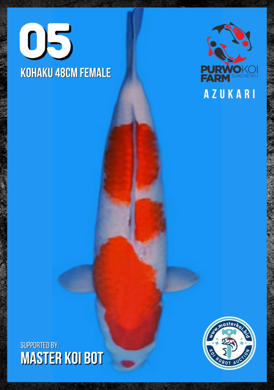 Lelang Koi Online, Jual Beli Ikan Koi, Pusat Jual Beli Koi, Info Lelang Koi Hari Ini, Platform Jual Beli Koi, Jual Beli Ikan Koi Online, Marketplace Ikan Koi, Jual Koi Terbaik, Tempat Beli Koi Berkualitas, Pasar Ikan Koi Online Terpercaya, Penjual Ikan Koi Terpercaya, Beli Koi Hias Online, Ikan Koi untuk Dijual, Koi Kualitas Terbaik, Toko Online Ikan Koi, Koi Hias Untuk Dijual, Jual Beli Ikan Koi Lokal, Koi Indonesia Online, Pusat Jual Beli Koi Terbesar