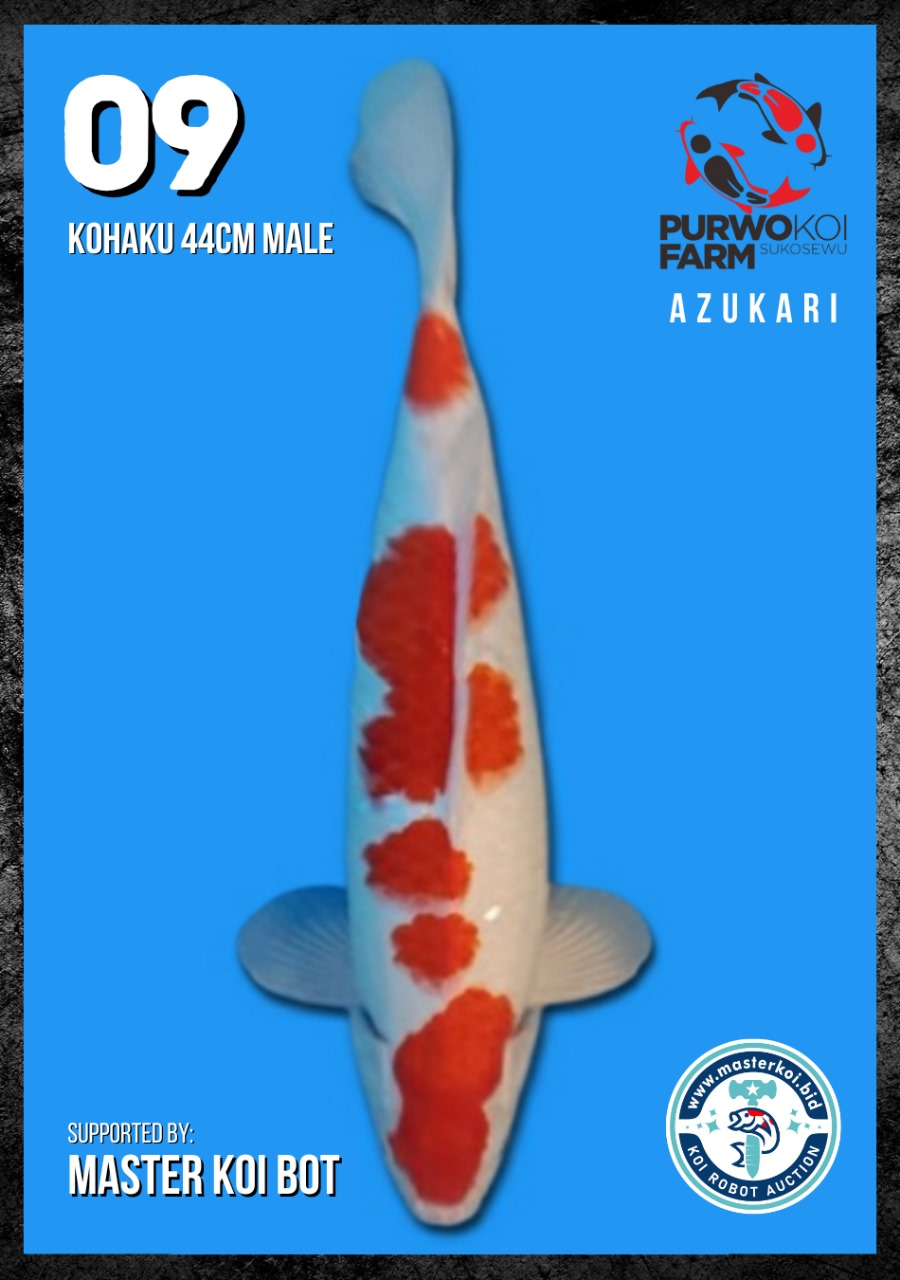 Lelang Koi Online, Jual Beli Ikan Koi, Pusat Jual Beli Koi, Info Lelang Koi Hari Ini, Platform Jual Beli Koi, Jual Beli Ikan Koi Online, Marketplace Ikan Koi, Jual Koi Terbaik, Tempat Beli Koi Berkualitas, Pasar Ikan Koi Online Terpercaya, Penjual Ikan Koi Terpercaya, Beli Koi Hias Online, Ikan Koi untuk Dijual, Koi Kualitas Terbaik, Toko Online Ikan Koi, Koi Hias Untuk Dijual, Jual Beli Ikan Koi Lokal, Koi Indonesia Online, Pusat Jual Beli Koi Terbesar