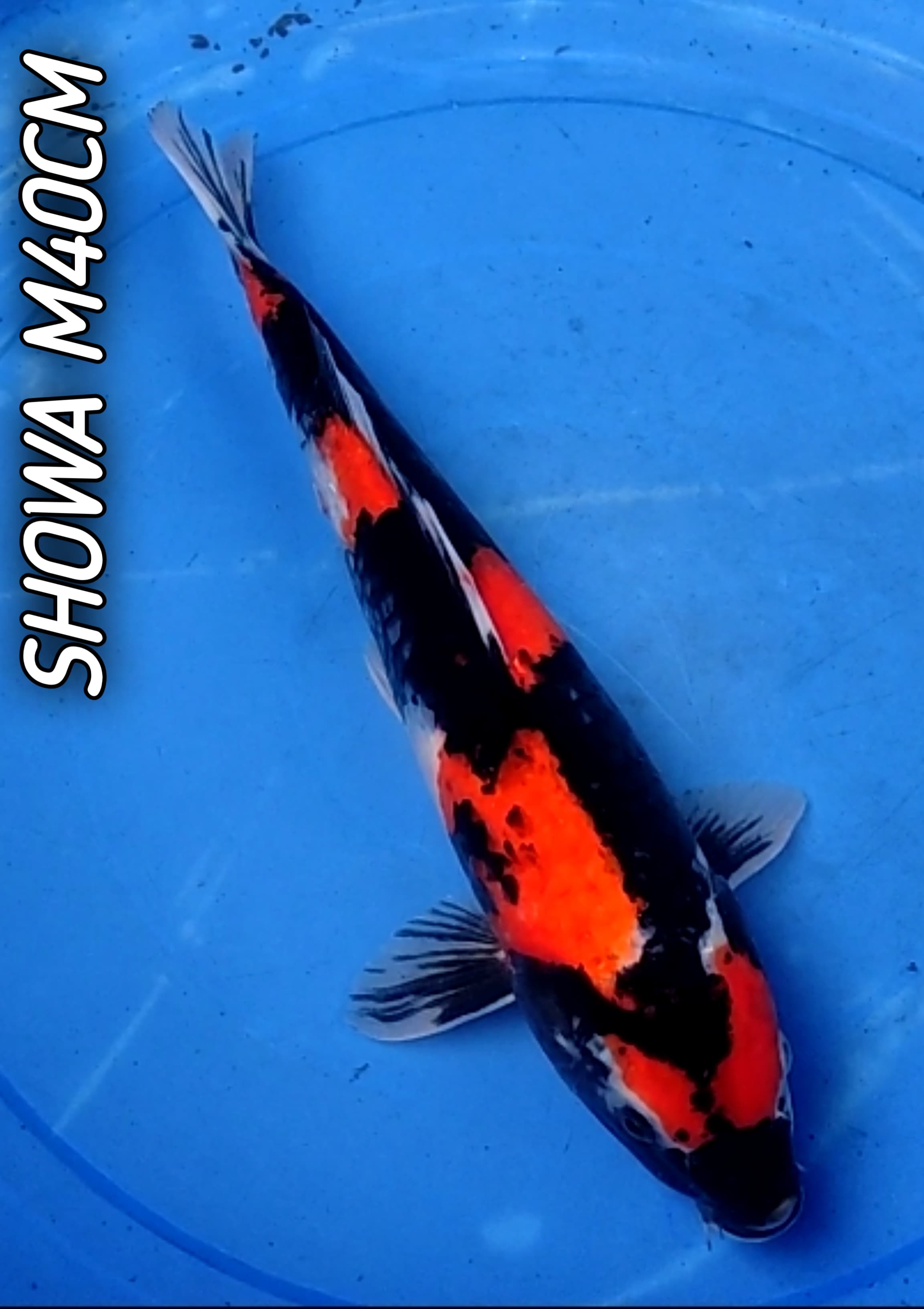 Lelang Koi Online, Jual Beli Ikan Koi, Pusat Jual Beli Koi, Info Lelang Koi Hari Ini, Platform Jual Beli Koi, Jual Beli Ikan Koi Online, Marketplace Ikan Koi, Jual Koi Terbaik, Tempat Beli Koi Berkualitas, Pasar Ikan Koi Online Terpercaya, Penjual Ikan Koi Terpercaya, Beli Koi Hias Online, Ikan Koi untuk Dijual, Koi Kualitas Terbaik, Toko Online Ikan Koi, Koi Hias Untuk Dijual, Jual Beli Ikan Koi Lokal, Koi Indonesia Online, Pusat Jual Beli Koi Terbesar