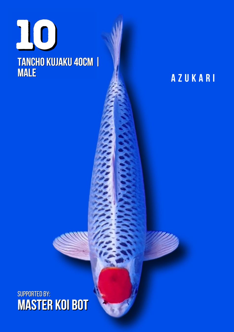 Lelang Koi Online, Jual Beli Ikan Koi, Pusat Jual Beli Koi, Info Lelang Koi Hari Ini, Platform Jual Beli Koi, Jual Beli Ikan Koi Online, Marketplace Ikan Koi, Jual Koi Terbaik, Tempat Beli Koi Berkualitas, Pasar Ikan Koi Online Terpercaya, Penjual Ikan Koi Terpercaya, Beli Koi Hias Online, Ikan Koi untuk Dijual, Koi Kualitas Terbaik, Toko Online Ikan Koi, Koi Hias Untuk Dijual, Jual Beli Ikan Koi Lokal, Koi Indonesia Online, Pusat Jual Beli Koi Terbesar