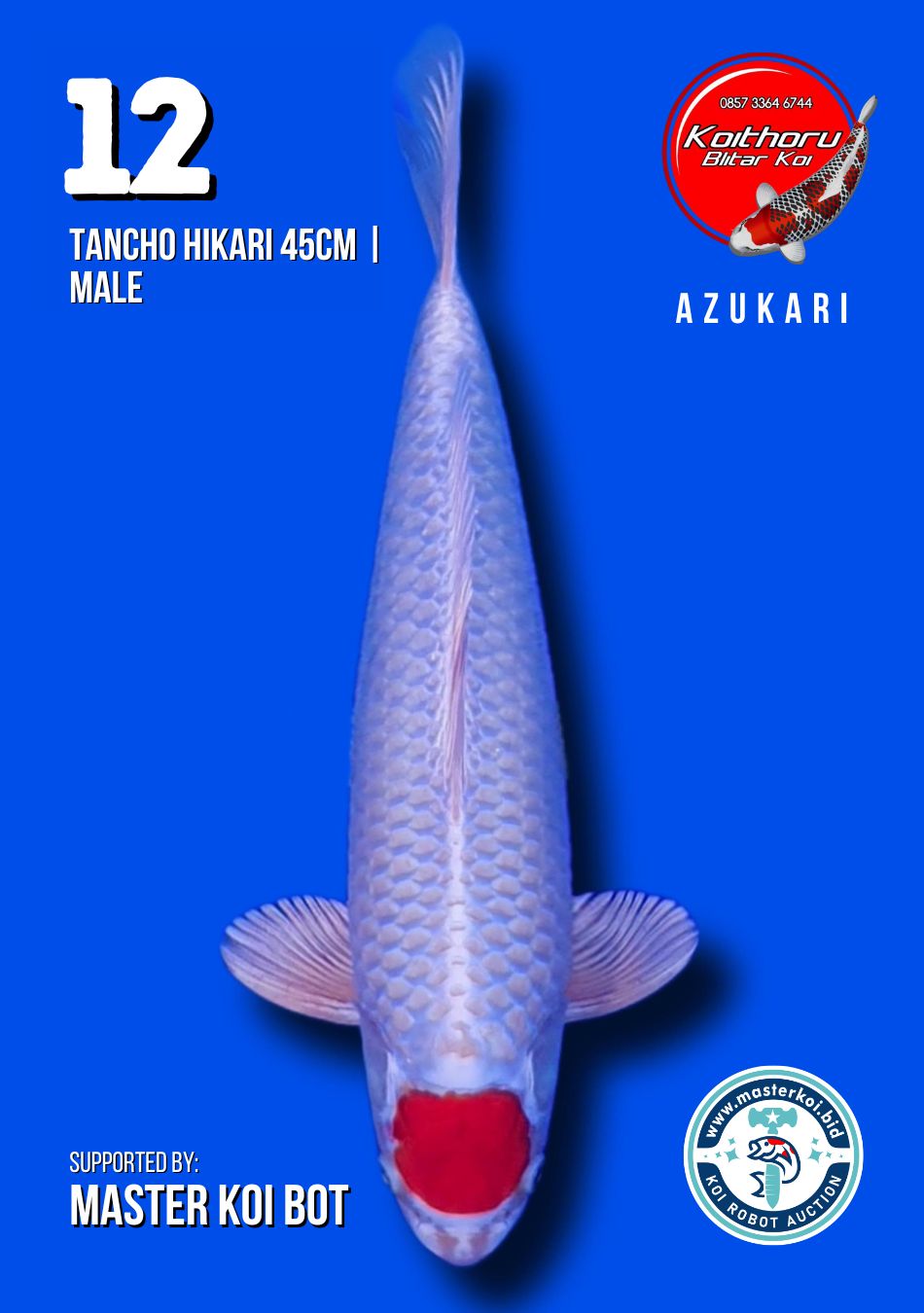 Lelang Koi Online, Jual Beli Ikan Koi, Pusat Jual Beli Koi, Info Lelang Koi Hari Ini, Platform Jual Beli Koi, Jual Beli Ikan Koi Online, Marketplace Ikan Koi, Jual Koi Terbaik, Tempat Beli Koi Berkualitas, Pasar Ikan Koi Online Terpercaya, Penjual Ikan Koi Terpercaya, Beli Koi Hias Online, Ikan Koi untuk Dijual, Koi Kualitas Terbaik, Toko Online Ikan Koi, Koi Hias Untuk Dijual, Jual Beli Ikan Koi Lokal, Koi Indonesia Online, Pusat Jual Beli Koi Terbesar