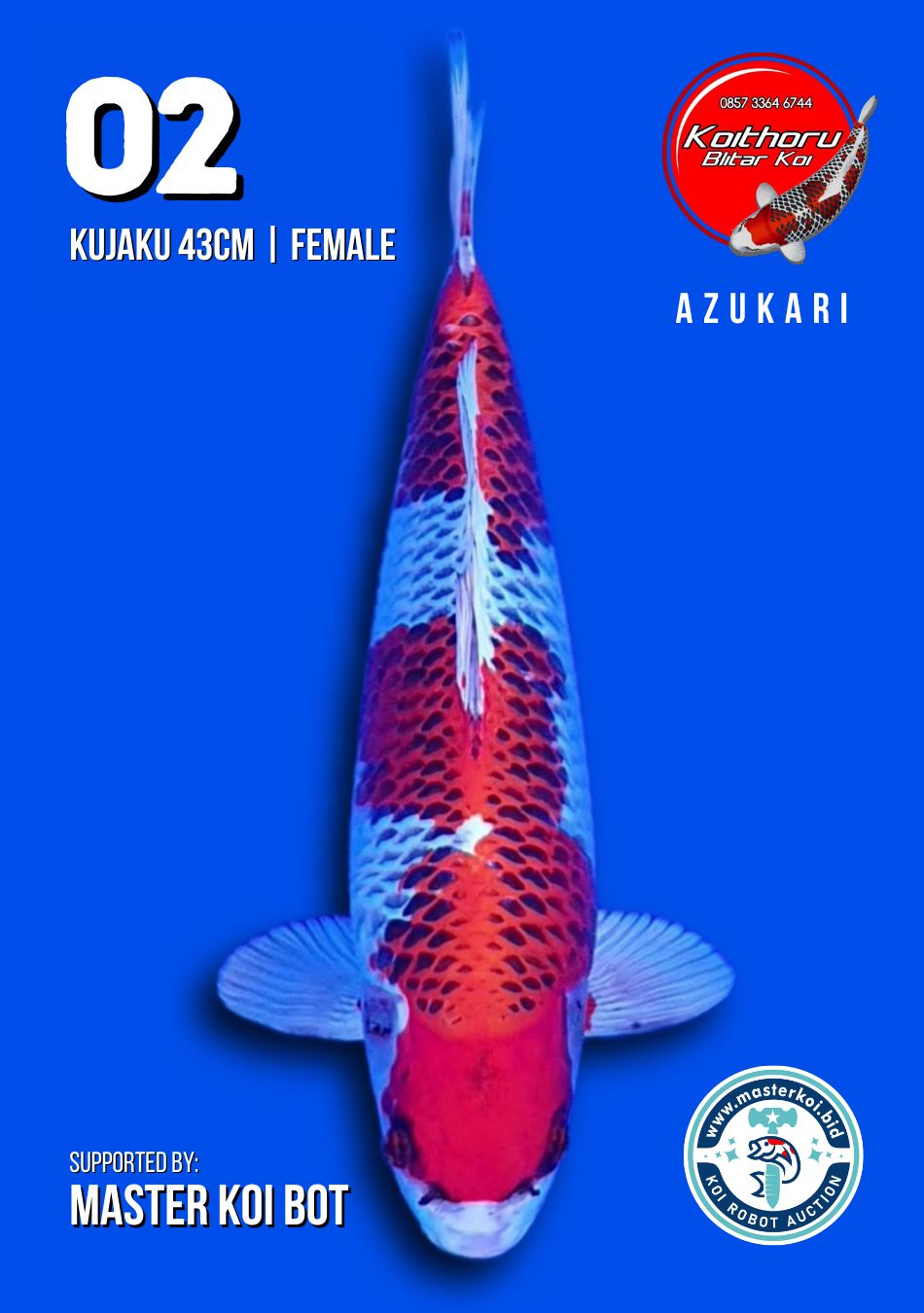Lelang Koi Online, Jual Beli Ikan Koi, Pusat Jual Beli Koi, Info Lelang Koi Hari Ini, Platform Jual Beli Koi, Jual Beli Ikan Koi Online, Marketplace Ikan Koi, Jual Koi Terbaik, Tempat Beli Koi Berkualitas, Pasar Ikan Koi Online Terpercaya, Penjual Ikan Koi Terpercaya, Beli Koi Hias Online, Ikan Koi untuk Dijual, Koi Kualitas Terbaik, Toko Online Ikan Koi, Koi Hias Untuk Dijual, Jual Beli Ikan Koi Lokal, Koi Indonesia Online, Pusat Jual Beli Koi Terbesar