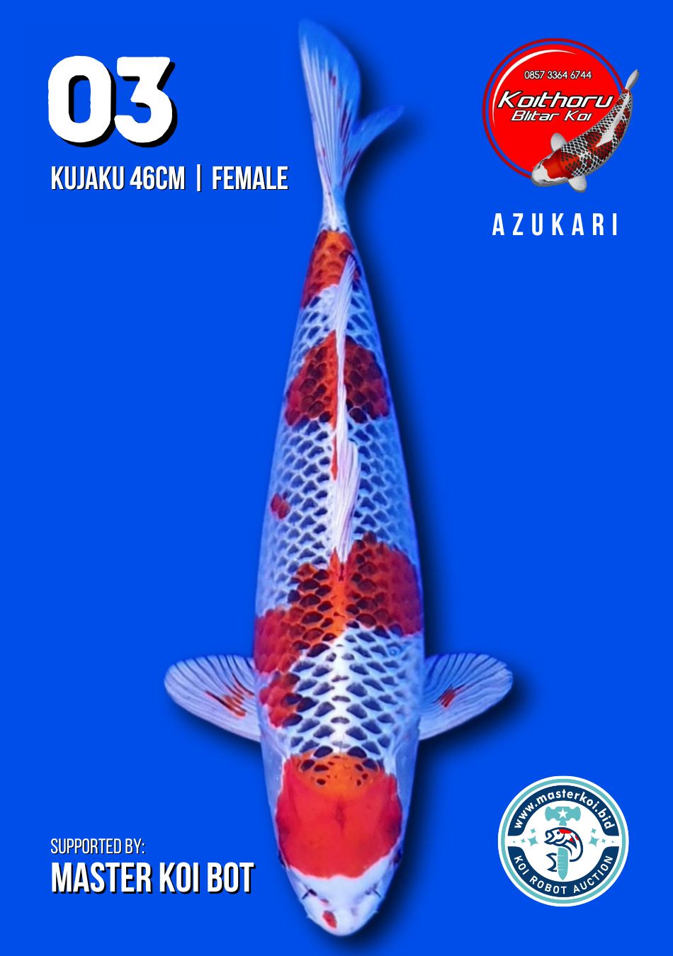 Lelang Koi Online, Jual Beli Ikan Koi, Pusat Jual Beli Koi, Info Lelang Koi Hari Ini, Platform Jual Beli Koi, Jual Beli Ikan Koi Online, Marketplace Ikan Koi, Jual Koi Terbaik, Tempat Beli Koi Berkualitas, Pasar Ikan Koi Online Terpercaya, Penjual Ikan Koi Terpercaya, Beli Koi Hias Online, Ikan Koi untuk Dijual, Koi Kualitas Terbaik, Toko Online Ikan Koi, Koi Hias Untuk Dijual, Jual Beli Ikan Koi Lokal, Koi Indonesia Online, Pusat Jual Beli Koi Terbesar