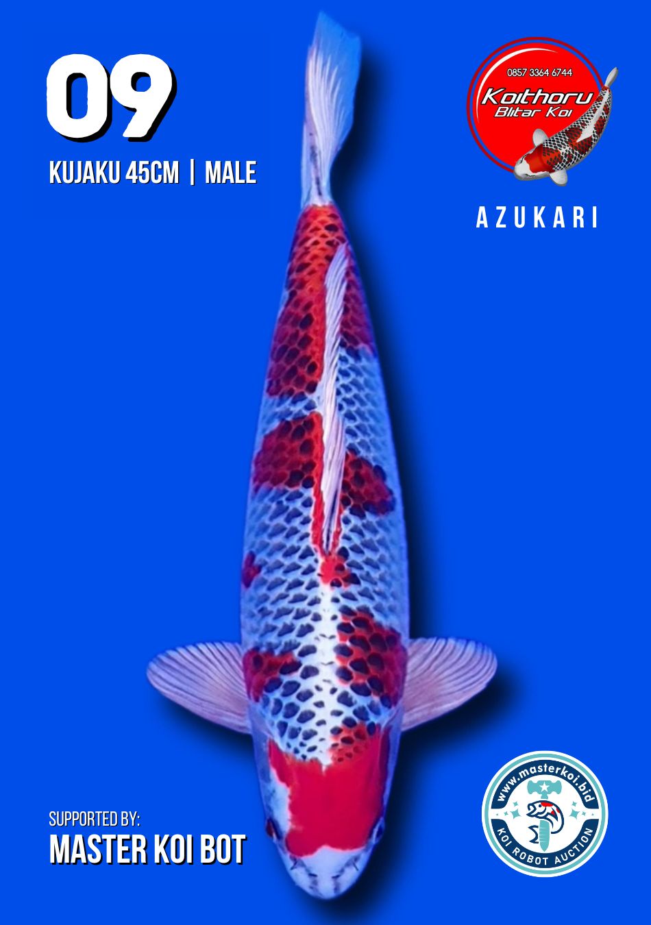 Lelang Koi Online, Jual Beli Ikan Koi, Pusat Jual Beli Koi, Info Lelang Koi Hari Ini, Platform Jual Beli Koi, Jual Beli Ikan Koi Online, Marketplace Ikan Koi, Jual Koi Terbaik, Tempat Beli Koi Berkualitas, Pasar Ikan Koi Online Terpercaya, Penjual Ikan Koi Terpercaya, Beli Koi Hias Online, Ikan Koi untuk Dijual, Koi Kualitas Terbaik, Toko Online Ikan Koi, Koi Hias Untuk Dijual, Jual Beli Ikan Koi Lokal, Koi Indonesia Online, Pusat Jual Beli Koi Terbesar