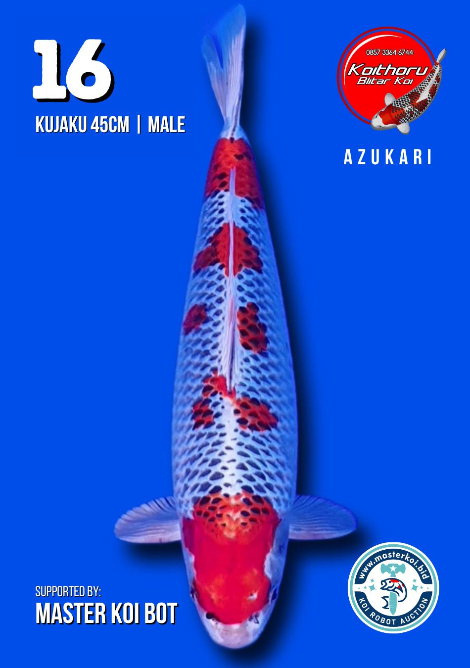 Lelang Koi Online, Jual Beli Ikan Koi, Pusat Jual Beli Koi, Info Lelang Koi Hari Ini, Platform Jual Beli Koi, Jual Beli Ikan Koi Online, Marketplace Ikan Koi, Jual Koi Terbaik, Tempat Beli Koi Berkualitas, Pasar Ikan Koi Online Terpercaya, Penjual Ikan Koi Terpercaya, Beli Koi Hias Online, Ikan Koi untuk Dijual, Koi Kualitas Terbaik, Toko Online Ikan Koi, Koi Hias Untuk Dijual, Jual Beli Ikan Koi Lokal, Koi Indonesia Online, Pusat Jual Beli Koi Terbesar