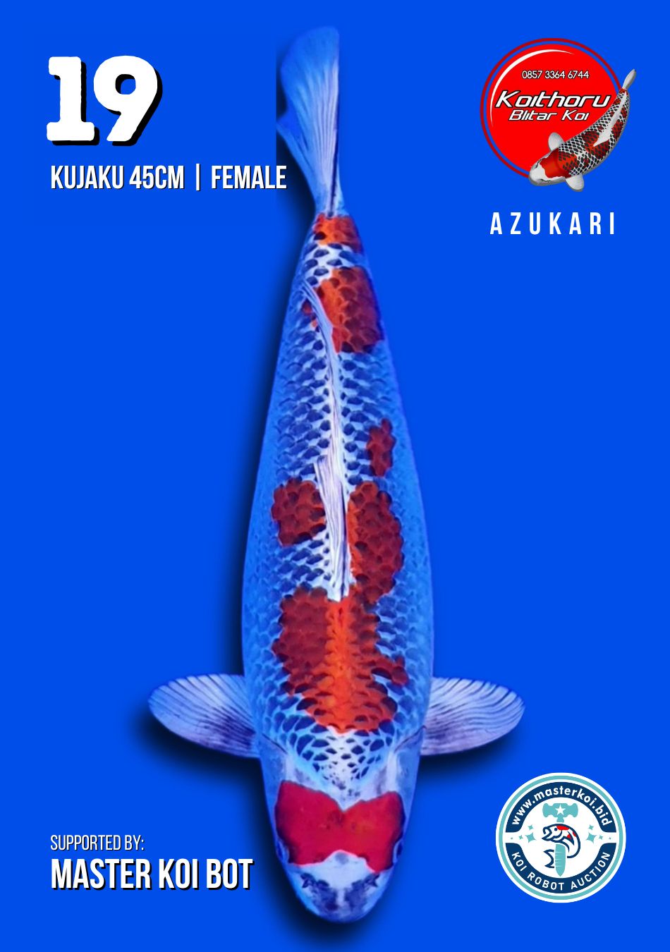 Lelang Koi Online, Jual Beli Ikan Koi, Pusat Jual Beli Koi, Info Lelang Koi Hari Ini, Platform Jual Beli Koi, Jual Beli Ikan Koi Online, Marketplace Ikan Koi, Jual Koi Terbaik, Tempat Beli Koi Berkualitas, Pasar Ikan Koi Online Terpercaya, Penjual Ikan Koi Terpercaya, Beli Koi Hias Online, Ikan Koi untuk Dijual, Koi Kualitas Terbaik, Toko Online Ikan Koi, Koi Hias Untuk Dijual, Jual Beli Ikan Koi Lokal, Koi Indonesia Online, Pusat Jual Beli Koi Terbesar
