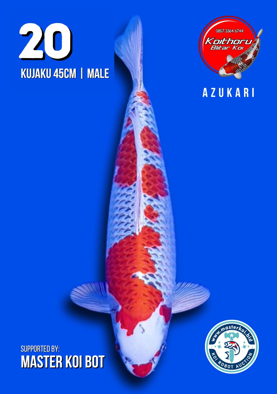Lelang Koi Online, Jual Beli Ikan Koi, Pusat Jual Beli Koi, Info Lelang Koi Hari Ini, Platform Jual Beli Koi, Jual Beli Ikan Koi Online, Marketplace Ikan Koi, Jual Koi Terbaik, Tempat Beli Koi Berkualitas, Pasar Ikan Koi Online Terpercaya, Penjual Ikan Koi Terpercaya, Beli Koi Hias Online, Ikan Koi untuk Dijual, Koi Kualitas Terbaik, Toko Online Ikan Koi, Koi Hias Untuk Dijual, Jual Beli Ikan Koi Lokal, Koi Indonesia Online, Pusat Jual Beli Koi Terbesar