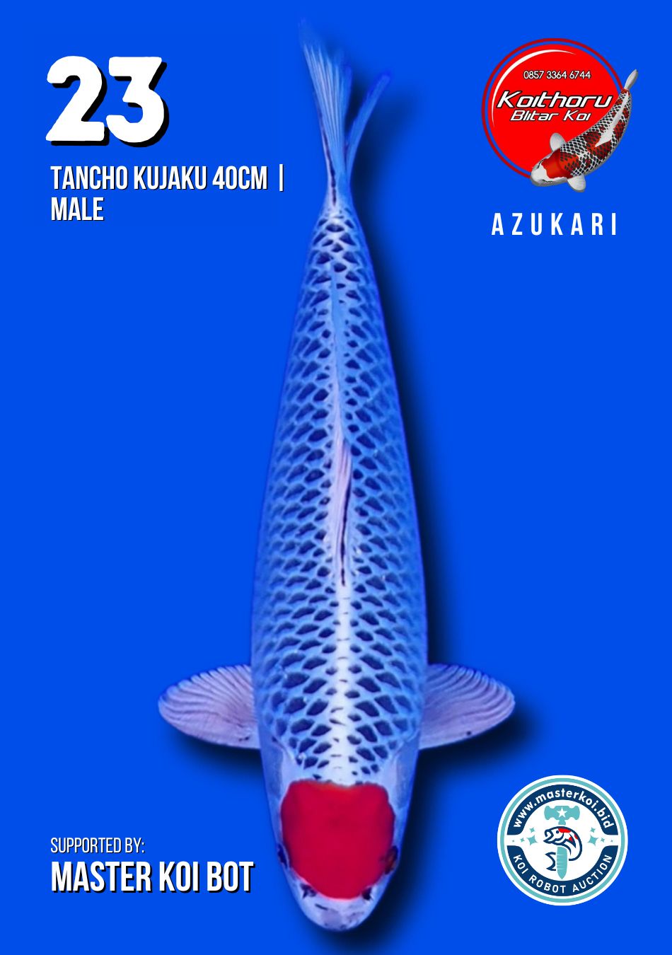Lelang Koi Online, Jual Beli Ikan Koi, Pusat Jual Beli Koi, Info Lelang Koi Hari Ini, Platform Jual Beli Koi, Jual Beli Ikan Koi Online, Marketplace Ikan Koi, Jual Koi Terbaik, Tempat Beli Koi Berkualitas, Pasar Ikan Koi Online Terpercaya, Penjual Ikan Koi Terpercaya, Beli Koi Hias Online, Ikan Koi untuk Dijual, Koi Kualitas Terbaik, Toko Online Ikan Koi, Koi Hias Untuk Dijual, Jual Beli Ikan Koi Lokal, Koi Indonesia Online, Pusat Jual Beli Koi Terbesar