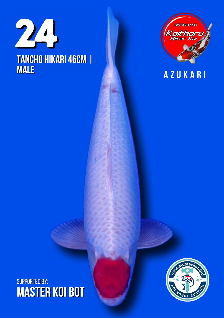 Lelang Koi Online, Jual Beli Ikan Koi, Pusat Jual Beli Koi, Info Lelang Koi Hari Ini, Platform Jual Beli Koi, Jual Beli Ikan Koi Online, Marketplace Ikan Koi, Jual Koi Terbaik, Tempat Beli Koi Berkualitas, Pasar Ikan Koi Online Terpercaya, Penjual Ikan Koi Terpercaya, Beli Koi Hias Online, Ikan Koi untuk Dijual, Koi Kualitas Terbaik, Toko Online Ikan Koi, Koi Hias Untuk Dijual, Jual Beli Ikan Koi Lokal, Koi Indonesia Online, Pusat Jual Beli Koi Terbesar