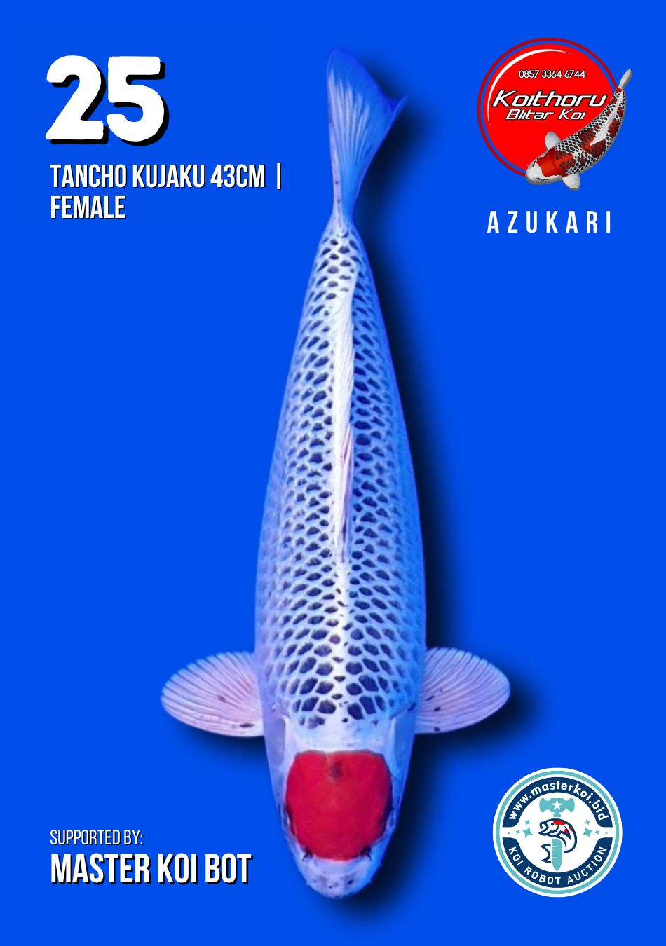 Lelang Koi Online, Jual Beli Ikan Koi, Pusat Jual Beli Koi, Info Lelang Koi Hari Ini, Platform Jual Beli Koi, Jual Beli Ikan Koi Online, Marketplace Ikan Koi, Jual Koi Terbaik, Tempat Beli Koi Berkualitas, Pasar Ikan Koi Online Terpercaya, Penjual Ikan Koi Terpercaya, Beli Koi Hias Online, Ikan Koi untuk Dijual, Koi Kualitas Terbaik, Toko Online Ikan Koi, Koi Hias Untuk Dijual, Jual Beli Ikan Koi Lokal, Koi Indonesia Online, Pusat Jual Beli Koi Terbesar