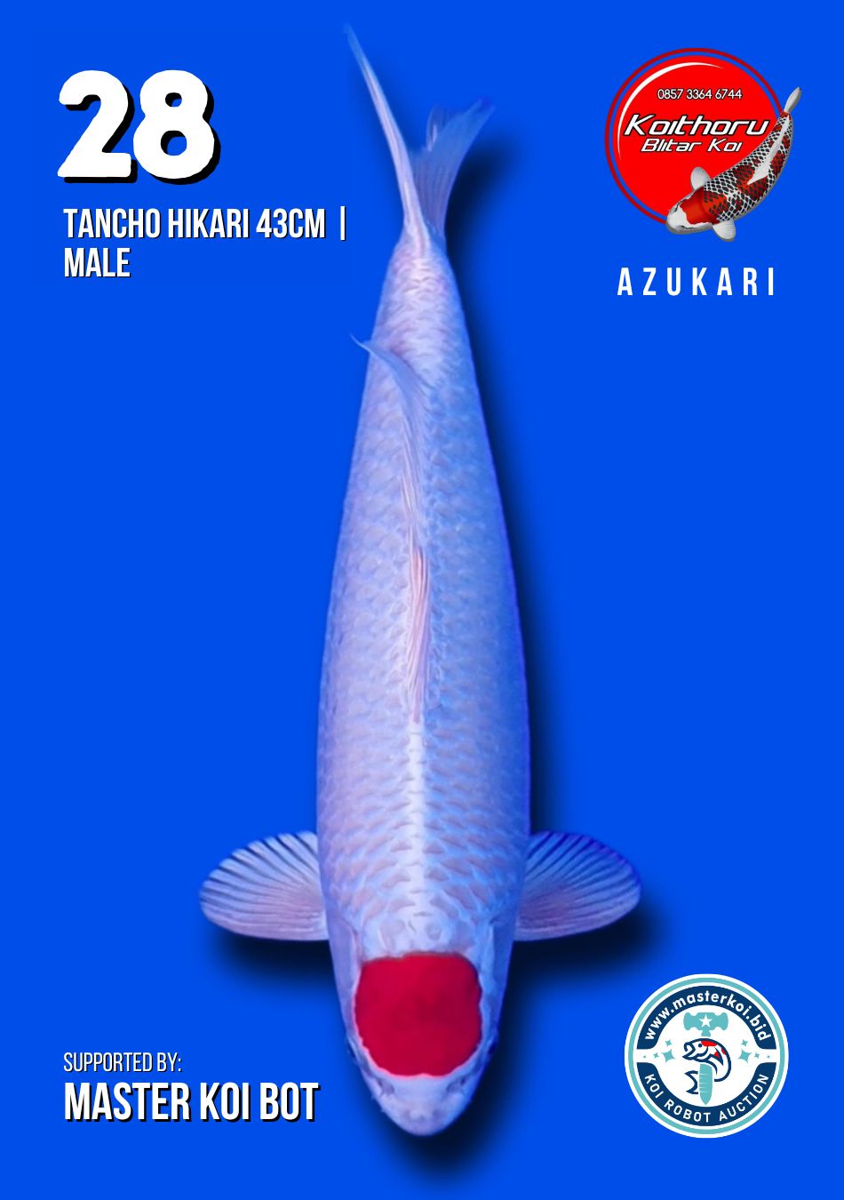 Lelang Koi Online, Jual Beli Ikan Koi, Pusat Jual Beli Koi, Info Lelang Koi Hari Ini, Platform Jual Beli Koi, Jual Beli Ikan Koi Online, Marketplace Ikan Koi, Jual Koi Terbaik, Tempat Beli Koi Berkualitas, Pasar Ikan Koi Online Terpercaya, Penjual Ikan Koi Terpercaya, Beli Koi Hias Online, Ikan Koi untuk Dijual, Koi Kualitas Terbaik, Toko Online Ikan Koi, Koi Hias Untuk Dijual, Jual Beli Ikan Koi Lokal, Koi Indonesia Online, Pusat Jual Beli Koi Terbesar
