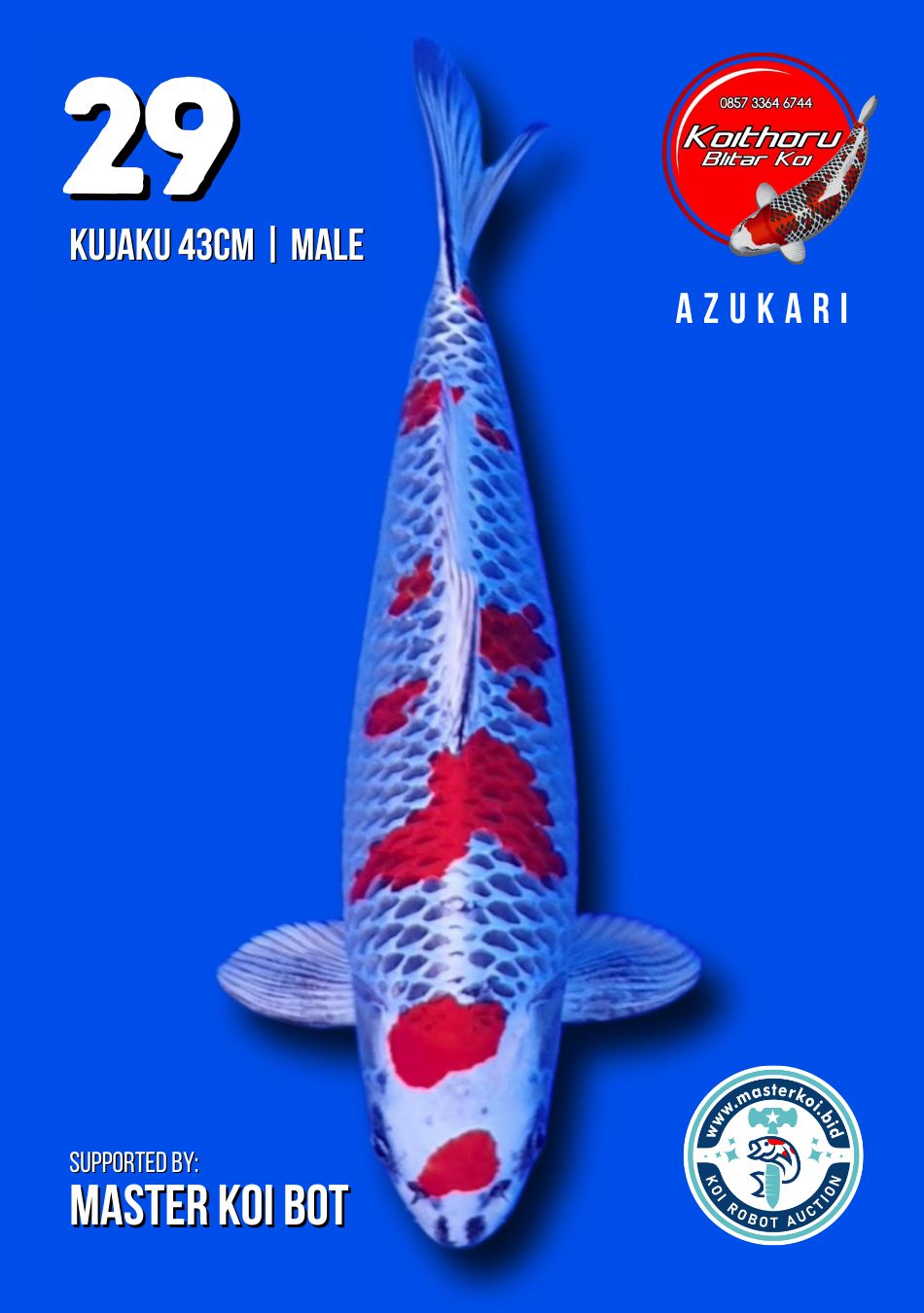 Lelang Koi Online, Jual Beli Ikan Koi, Pusat Jual Beli Koi, Info Lelang Koi Hari Ini, Platform Jual Beli Koi, Jual Beli Ikan Koi Online, Marketplace Ikan Koi, Jual Koi Terbaik, Tempat Beli Koi Berkualitas, Pasar Ikan Koi Online Terpercaya, Penjual Ikan Koi Terpercaya, Beli Koi Hias Online, Ikan Koi untuk Dijual, Koi Kualitas Terbaik, Toko Online Ikan Koi, Koi Hias Untuk Dijual, Jual Beli Ikan Koi Lokal, Koi Indonesia Online, Pusat Jual Beli Koi Terbesar