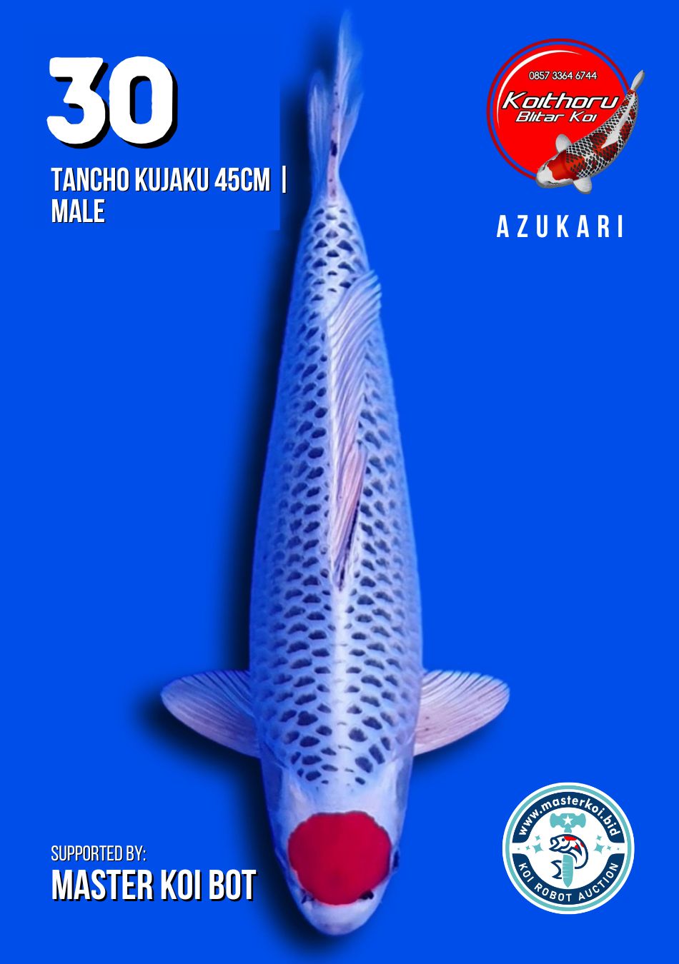 Lelang Koi Online, Jual Beli Ikan Koi, Pusat Jual Beli Koi, Info Lelang Koi Hari Ini, Platform Jual Beli Koi, Jual Beli Ikan Koi Online, Marketplace Ikan Koi, Jual Koi Terbaik, Tempat Beli Koi Berkualitas, Pasar Ikan Koi Online Terpercaya, Penjual Ikan Koi Terpercaya, Beli Koi Hias Online, Ikan Koi untuk Dijual, Koi Kualitas Terbaik, Toko Online Ikan Koi, Koi Hias Untuk Dijual, Jual Beli Ikan Koi Lokal, Koi Indonesia Online, Pusat Jual Beli Koi Terbesar