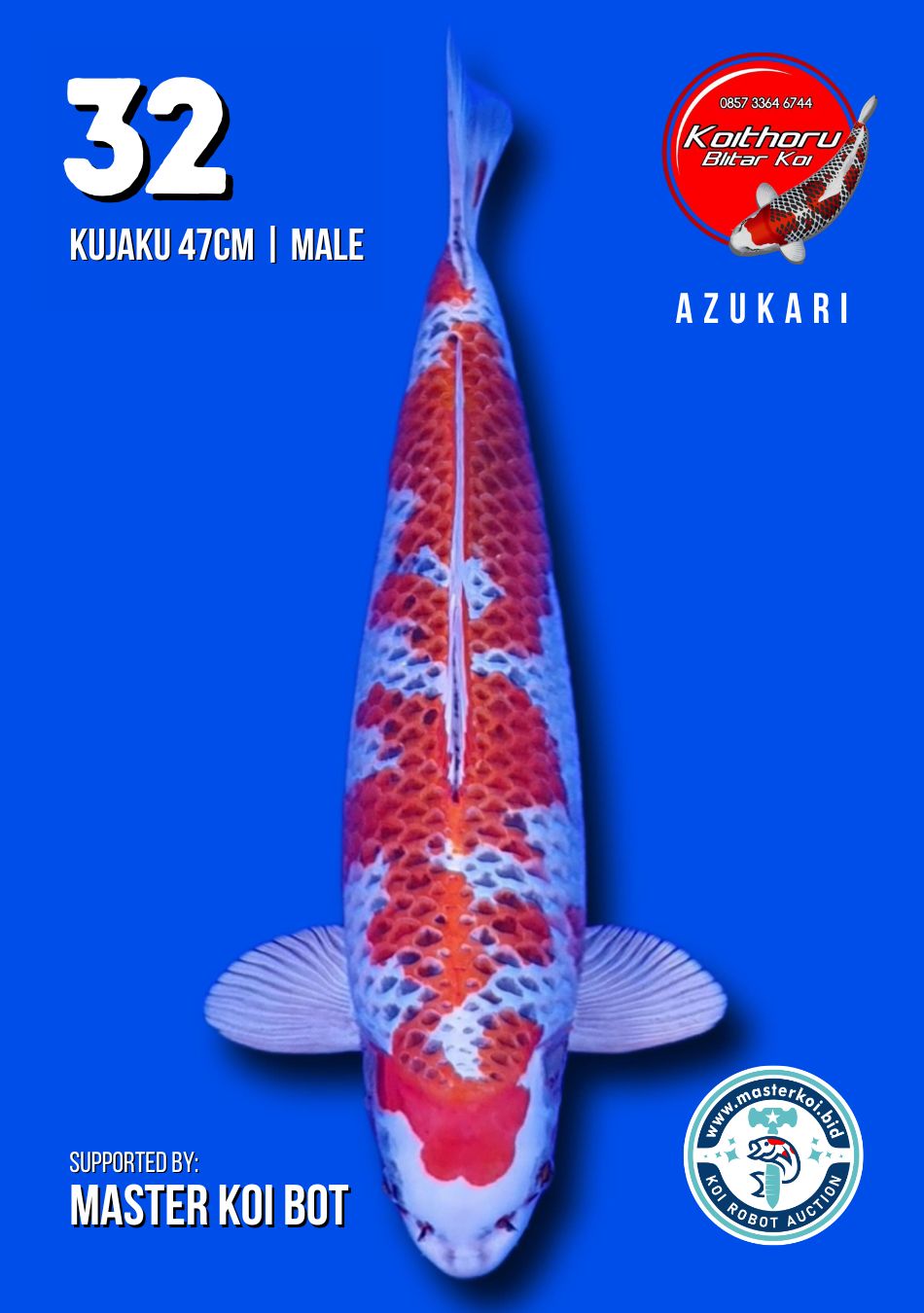 Lelang Koi Online, Jual Beli Ikan Koi, Pusat Jual Beli Koi, Info Lelang Koi Hari Ini, Platform Jual Beli Koi, Jual Beli Ikan Koi Online, Marketplace Ikan Koi, Jual Koi Terbaik, Tempat Beli Koi Berkualitas, Pasar Ikan Koi Online Terpercaya, Penjual Ikan Koi Terpercaya, Beli Koi Hias Online, Ikan Koi untuk Dijual, Koi Kualitas Terbaik, Toko Online Ikan Koi, Koi Hias Untuk Dijual, Jual Beli Ikan Koi Lokal, Koi Indonesia Online, Pusat Jual Beli Koi Terbesar