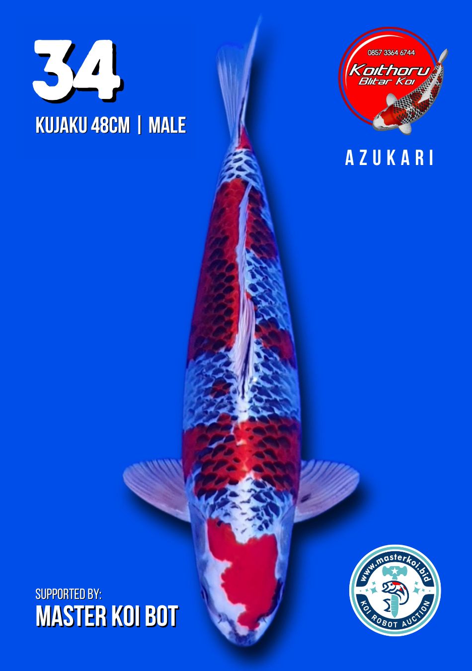 Lelang Koi Online, Jual Beli Ikan Koi, Pusat Jual Beli Koi, Info Lelang Koi Hari Ini, Platform Jual Beli Koi, Jual Beli Ikan Koi Online, Marketplace Ikan Koi, Jual Koi Terbaik, Tempat Beli Koi Berkualitas, Pasar Ikan Koi Online Terpercaya, Penjual Ikan Koi Terpercaya, Beli Koi Hias Online, Ikan Koi untuk Dijual, Koi Kualitas Terbaik, Toko Online Ikan Koi, Koi Hias Untuk Dijual, Jual Beli Ikan Koi Lokal, Koi Indonesia Online, Pusat Jual Beli Koi Terbesar