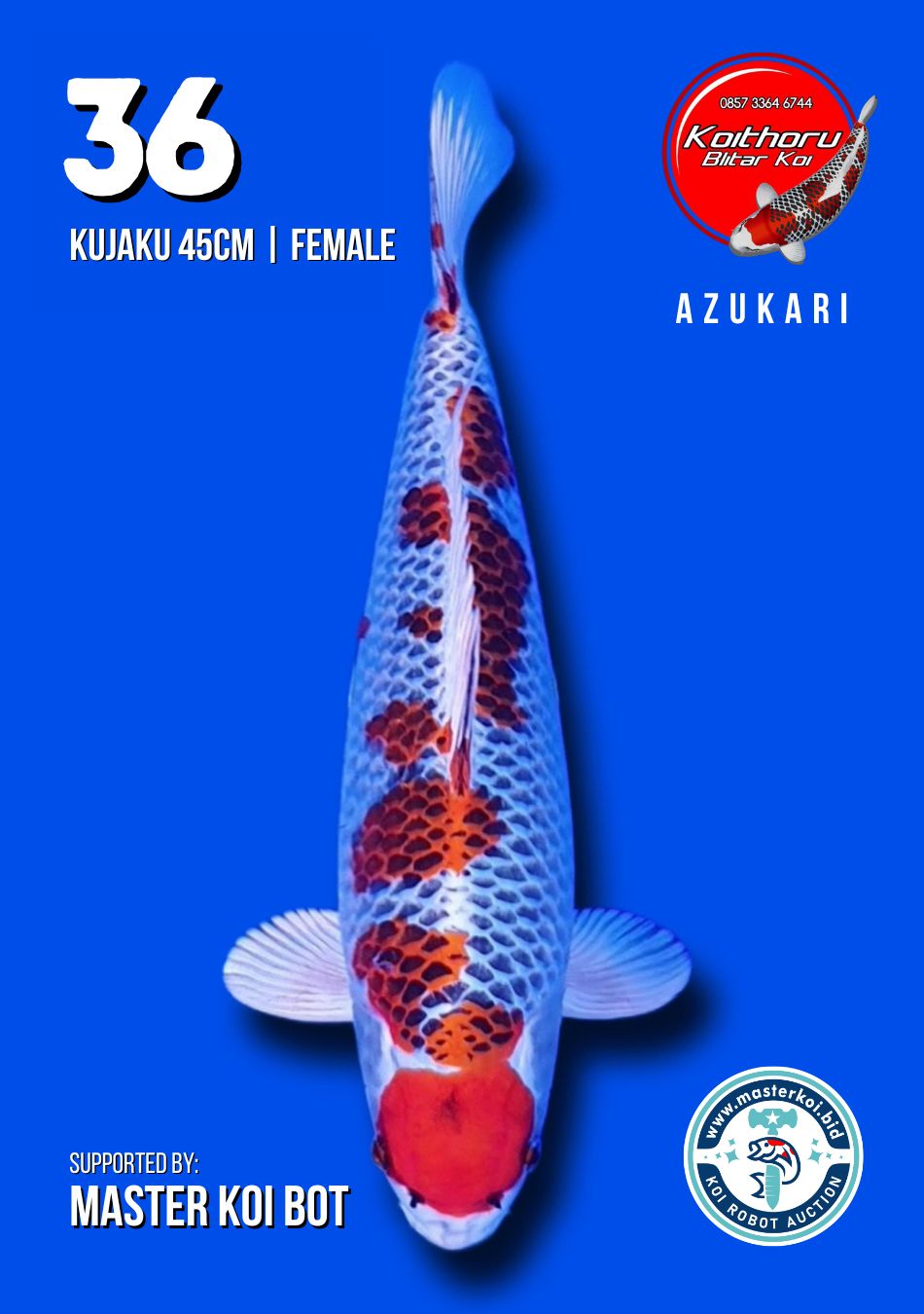 Lelang Koi Online, Jual Beli Ikan Koi, Pusat Jual Beli Koi, Info Lelang Koi Hari Ini, Platform Jual Beli Koi, Jual Beli Ikan Koi Online, Marketplace Ikan Koi, Jual Koi Terbaik, Tempat Beli Koi Berkualitas, Pasar Ikan Koi Online Terpercaya, Penjual Ikan Koi Terpercaya, Beli Koi Hias Online, Ikan Koi untuk Dijual, Koi Kualitas Terbaik, Toko Online Ikan Koi, Koi Hias Untuk Dijual, Jual Beli Ikan Koi Lokal, Koi Indonesia Online, Pusat Jual Beli Koi Terbesar