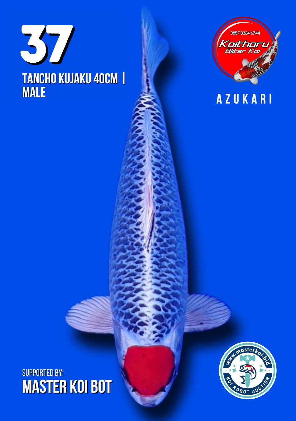 Lelang Koi Online, Jual Beli Ikan Koi, Pusat Jual Beli Koi, Info Lelang Koi Hari Ini, Platform Jual Beli Koi, Jual Beli Ikan Koi Online, Marketplace Ikan Koi, Jual Koi Terbaik, Tempat Beli Koi Berkualitas, Pasar Ikan Koi Online Terpercaya, Penjual Ikan Koi Terpercaya, Beli Koi Hias Online, Ikan Koi untuk Dijual, Koi Kualitas Terbaik, Toko Online Ikan Koi, Koi Hias Untuk Dijual, Jual Beli Ikan Koi Lokal, Koi Indonesia Online, Pusat Jual Beli Koi Terbesar