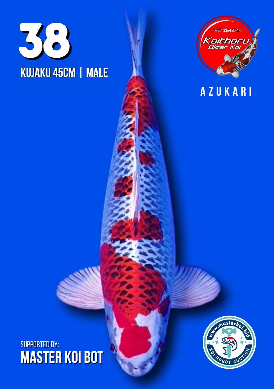 Lelang Koi Online, Jual Beli Ikan Koi, Pusat Jual Beli Koi, Info Lelang Koi Hari Ini, Platform Jual Beli Koi, Jual Beli Ikan Koi Online, Marketplace Ikan Koi, Jual Koi Terbaik, Tempat Beli Koi Berkualitas, Pasar Ikan Koi Online Terpercaya, Penjual Ikan Koi Terpercaya, Beli Koi Hias Online, Ikan Koi untuk Dijual, Koi Kualitas Terbaik, Toko Online Ikan Koi, Koi Hias Untuk Dijual, Jual Beli Ikan Koi Lokal, Koi Indonesia Online, Pusat Jual Beli Koi Terbesar