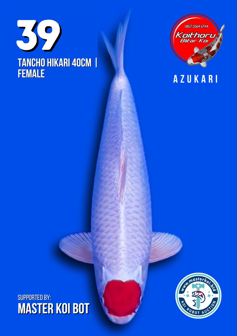 Lelang Koi Online, Jual Beli Ikan Koi, Pusat Jual Beli Koi, Info Lelang Koi Hari Ini, Platform Jual Beli Koi, Jual Beli Ikan Koi Online, Marketplace Ikan Koi, Jual Koi Terbaik, Tempat Beli Koi Berkualitas, Pasar Ikan Koi Online Terpercaya, Penjual Ikan Koi Terpercaya, Beli Koi Hias Online, Ikan Koi untuk Dijual, Koi Kualitas Terbaik, Toko Online Ikan Koi, Koi Hias Untuk Dijual, Jual Beli Ikan Koi Lokal, Koi Indonesia Online, Pusat Jual Beli Koi Terbesar