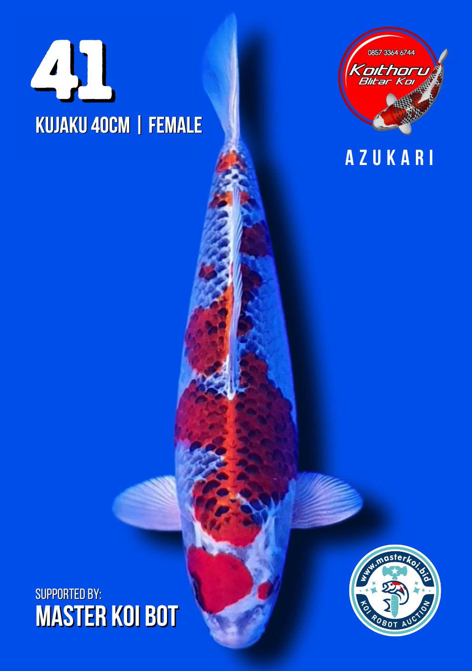 Lelang Koi Online, Jual Beli Ikan Koi, Pusat Jual Beli Koi, Info Lelang Koi Hari Ini, Platform Jual Beli Koi, Jual Beli Ikan Koi Online, Marketplace Ikan Koi, Jual Koi Terbaik, Tempat Beli Koi Berkualitas, Pasar Ikan Koi Online Terpercaya, Penjual Ikan Koi Terpercaya, Beli Koi Hias Online, Ikan Koi untuk Dijual, Koi Kualitas Terbaik, Toko Online Ikan Koi, Koi Hias Untuk Dijual, Jual Beli Ikan Koi Lokal, Koi Indonesia Online, Pusat Jual Beli Koi Terbesar