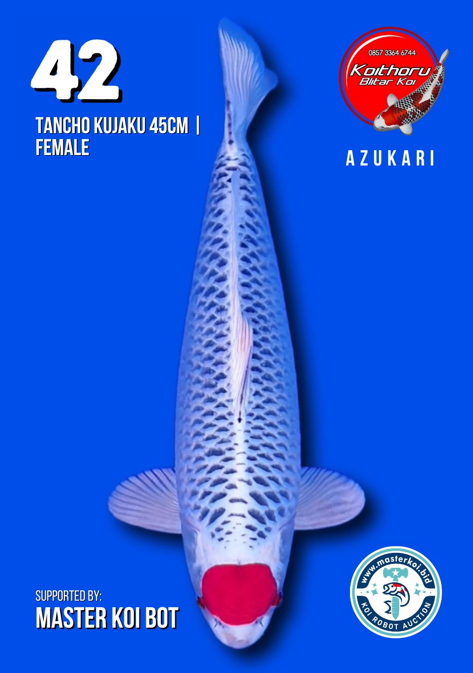 Lelang Koi Online, Jual Beli Ikan Koi, Pusat Jual Beli Koi, Info Lelang Koi Hari Ini, Platform Jual Beli Koi, Jual Beli Ikan Koi Online, Marketplace Ikan Koi, Jual Koi Terbaik, Tempat Beli Koi Berkualitas, Pasar Ikan Koi Online Terpercaya, Penjual Ikan Koi Terpercaya, Beli Koi Hias Online, Ikan Koi untuk Dijual, Koi Kualitas Terbaik, Toko Online Ikan Koi, Koi Hias Untuk Dijual, Jual Beli Ikan Koi Lokal, Koi Indonesia Online, Pusat Jual Beli Koi Terbesar