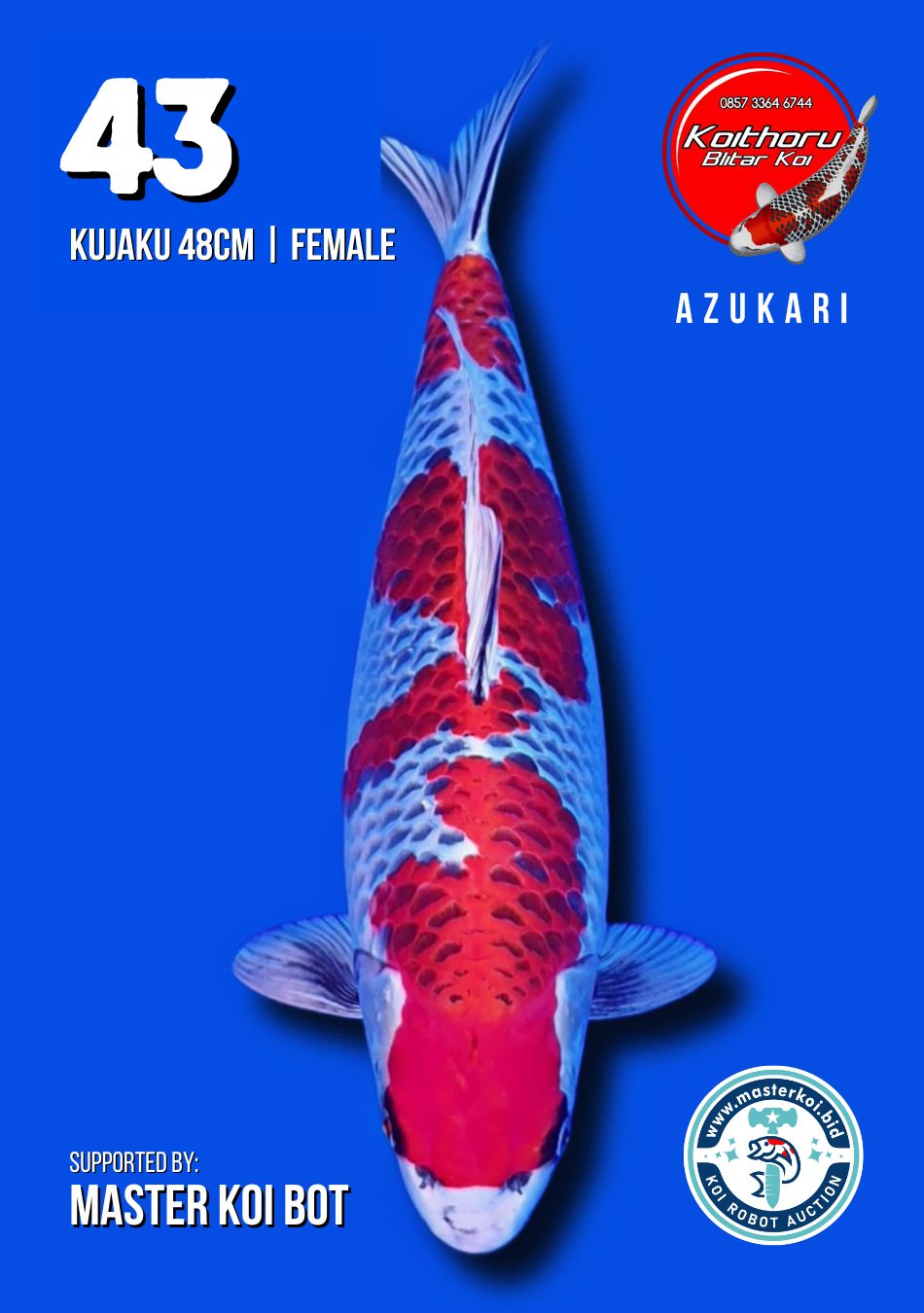 Lelang Koi Online, Jual Beli Ikan Koi, Pusat Jual Beli Koi, Info Lelang Koi Hari Ini, Platform Jual Beli Koi, Jual Beli Ikan Koi Online, Marketplace Ikan Koi, Jual Koi Terbaik, Tempat Beli Koi Berkualitas, Pasar Ikan Koi Online Terpercaya, Penjual Ikan Koi Terpercaya, Beli Koi Hias Online, Ikan Koi untuk Dijual, Koi Kualitas Terbaik, Toko Online Ikan Koi, Koi Hias Untuk Dijual, Jual Beli Ikan Koi Lokal, Koi Indonesia Online, Pusat Jual Beli Koi Terbesar
