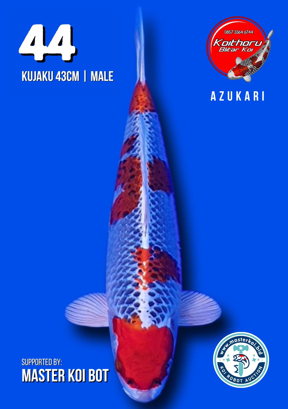 Lelang Koi Online, Jual Beli Ikan Koi, Pusat Jual Beli Koi, Info Lelang Koi Hari Ini, Platform Jual Beli Koi, Jual Beli Ikan Koi Online, Marketplace Ikan Koi, Jual Koi Terbaik, Tempat Beli Koi Berkualitas, Pasar Ikan Koi Online Terpercaya, Penjual Ikan Koi Terpercaya, Beli Koi Hias Online, Ikan Koi untuk Dijual, Koi Kualitas Terbaik, Toko Online Ikan Koi, Koi Hias Untuk Dijual, Jual Beli Ikan Koi Lokal, Koi Indonesia Online, Pusat Jual Beli Koi Terbesar