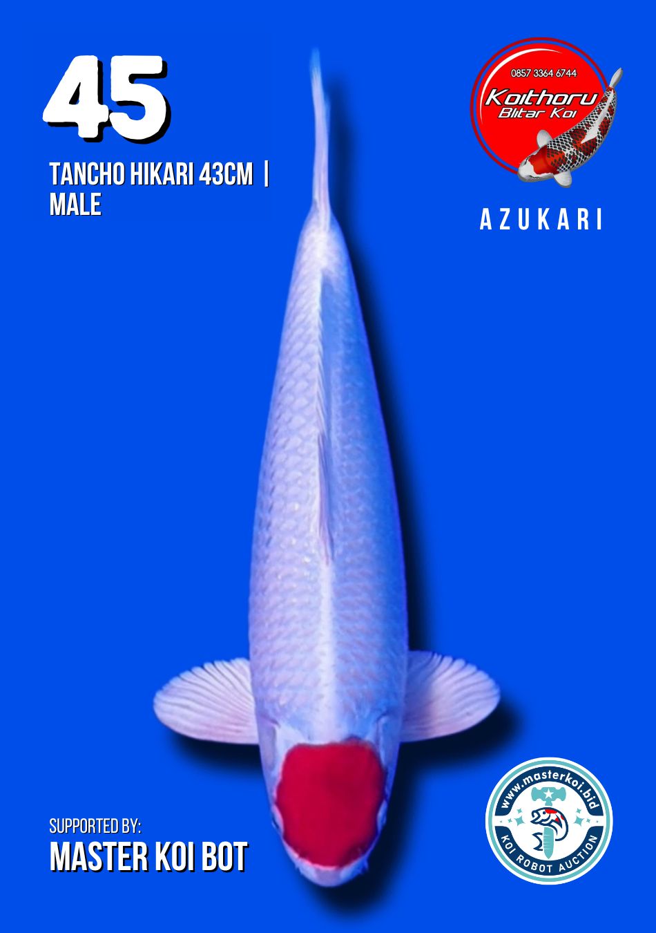 Lelang Koi Online, Jual Beli Ikan Koi, Pusat Jual Beli Koi, Info Lelang Koi Hari Ini, Platform Jual Beli Koi, Jual Beli Ikan Koi Online, Marketplace Ikan Koi, Jual Koi Terbaik, Tempat Beli Koi Berkualitas, Pasar Ikan Koi Online Terpercaya, Penjual Ikan Koi Terpercaya, Beli Koi Hias Online, Ikan Koi untuk Dijual, Koi Kualitas Terbaik, Toko Online Ikan Koi, Koi Hias Untuk Dijual, Jual Beli Ikan Koi Lokal, Koi Indonesia Online, Pusat Jual Beli Koi Terbesar