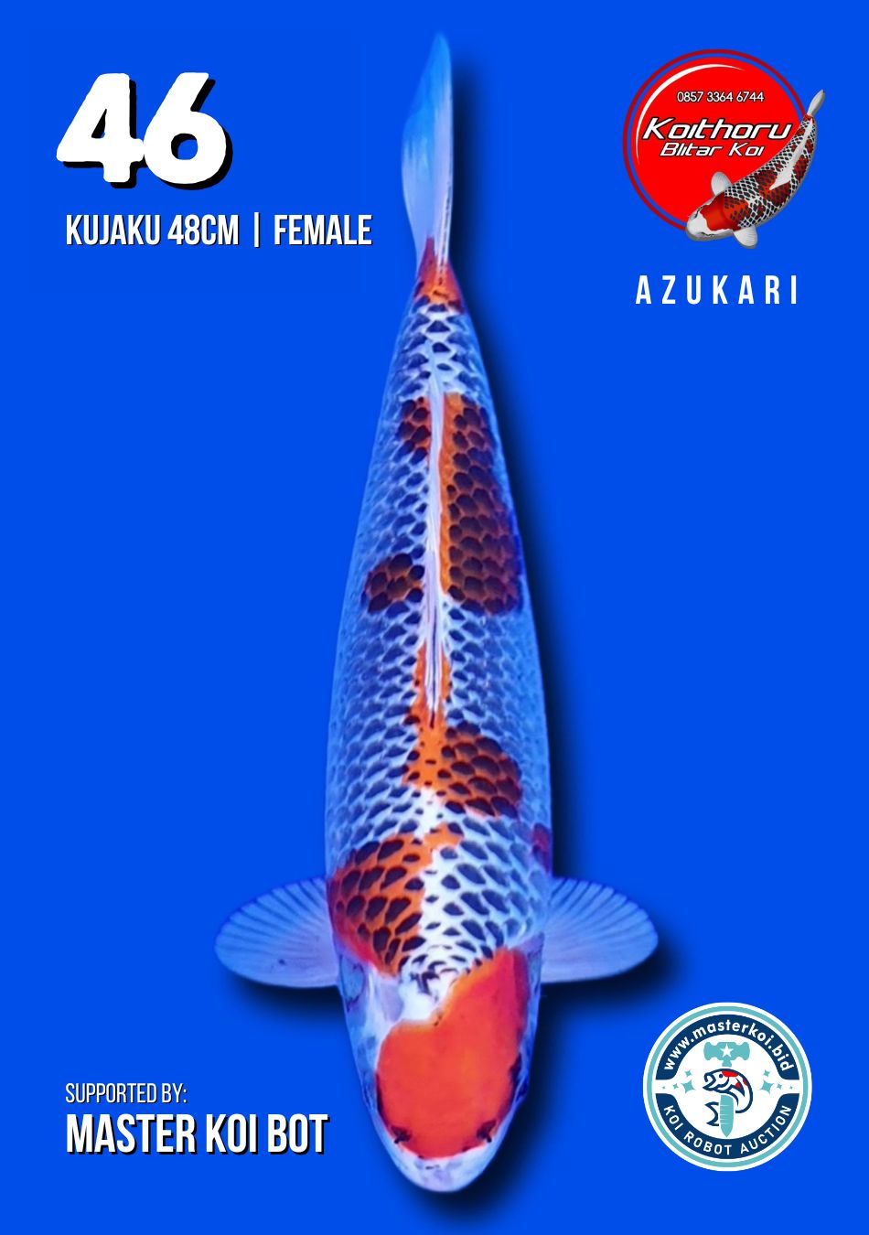 Lelang Koi Online, Jual Beli Ikan Koi, Pusat Jual Beli Koi, Info Lelang Koi Hari Ini, Platform Jual Beli Koi, Jual Beli Ikan Koi Online, Marketplace Ikan Koi, Jual Koi Terbaik, Tempat Beli Koi Berkualitas, Pasar Ikan Koi Online Terpercaya, Penjual Ikan Koi Terpercaya, Beli Koi Hias Online, Ikan Koi untuk Dijual, Koi Kualitas Terbaik, Toko Online Ikan Koi, Koi Hias Untuk Dijual, Jual Beli Ikan Koi Lokal, Koi Indonesia Online, Pusat Jual Beli Koi Terbesar