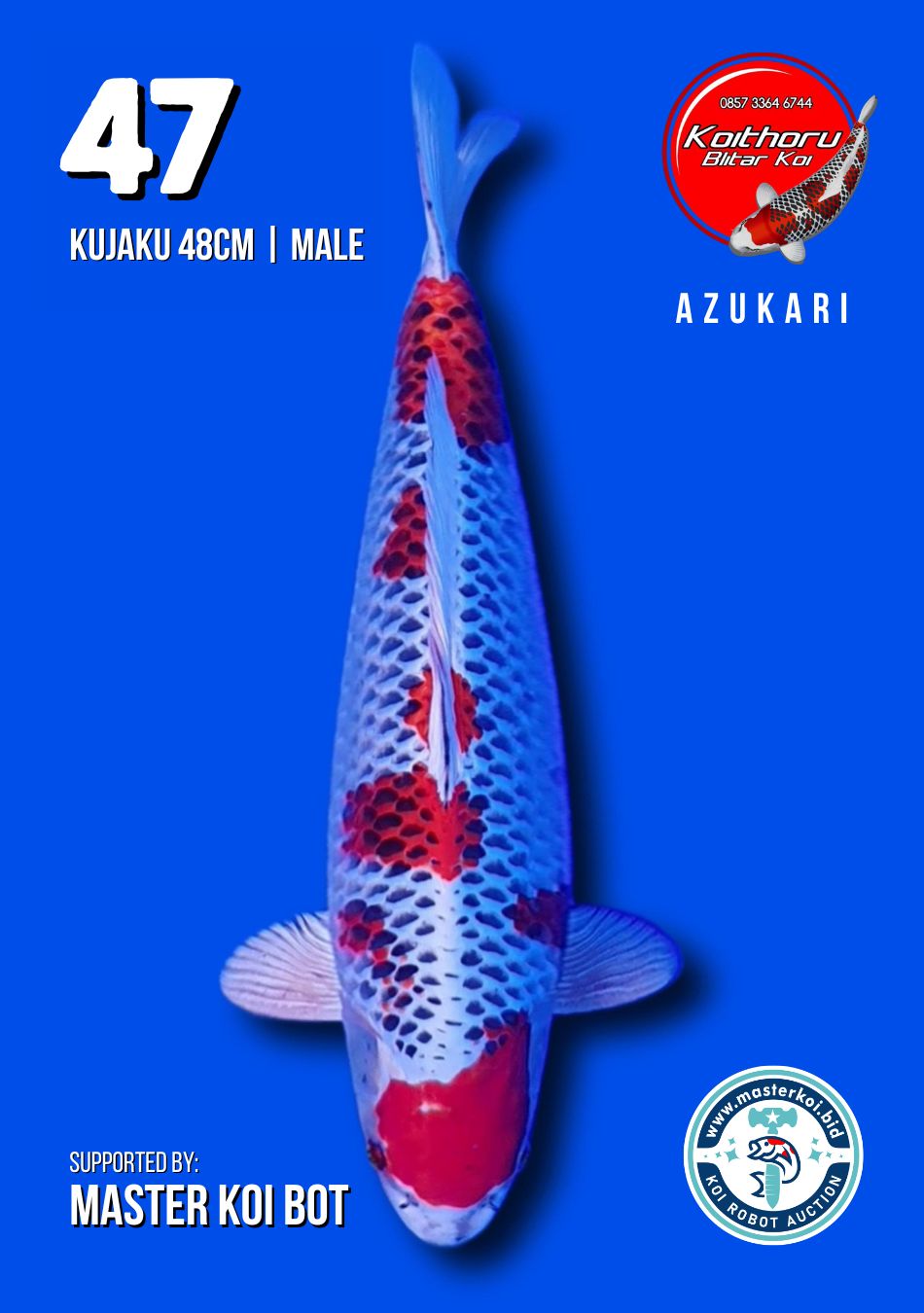 Lelang Koi Online, Jual Beli Ikan Koi, Pusat Jual Beli Koi, Info Lelang Koi Hari Ini, Platform Jual Beli Koi, Jual Beli Ikan Koi Online, Marketplace Ikan Koi, Jual Koi Terbaik, Tempat Beli Koi Berkualitas, Pasar Ikan Koi Online Terpercaya, Penjual Ikan Koi Terpercaya, Beli Koi Hias Online, Ikan Koi untuk Dijual, Koi Kualitas Terbaik, Toko Online Ikan Koi, Koi Hias Untuk Dijual, Jual Beli Ikan Koi Lokal, Koi Indonesia Online, Pusat Jual Beli Koi Terbesar