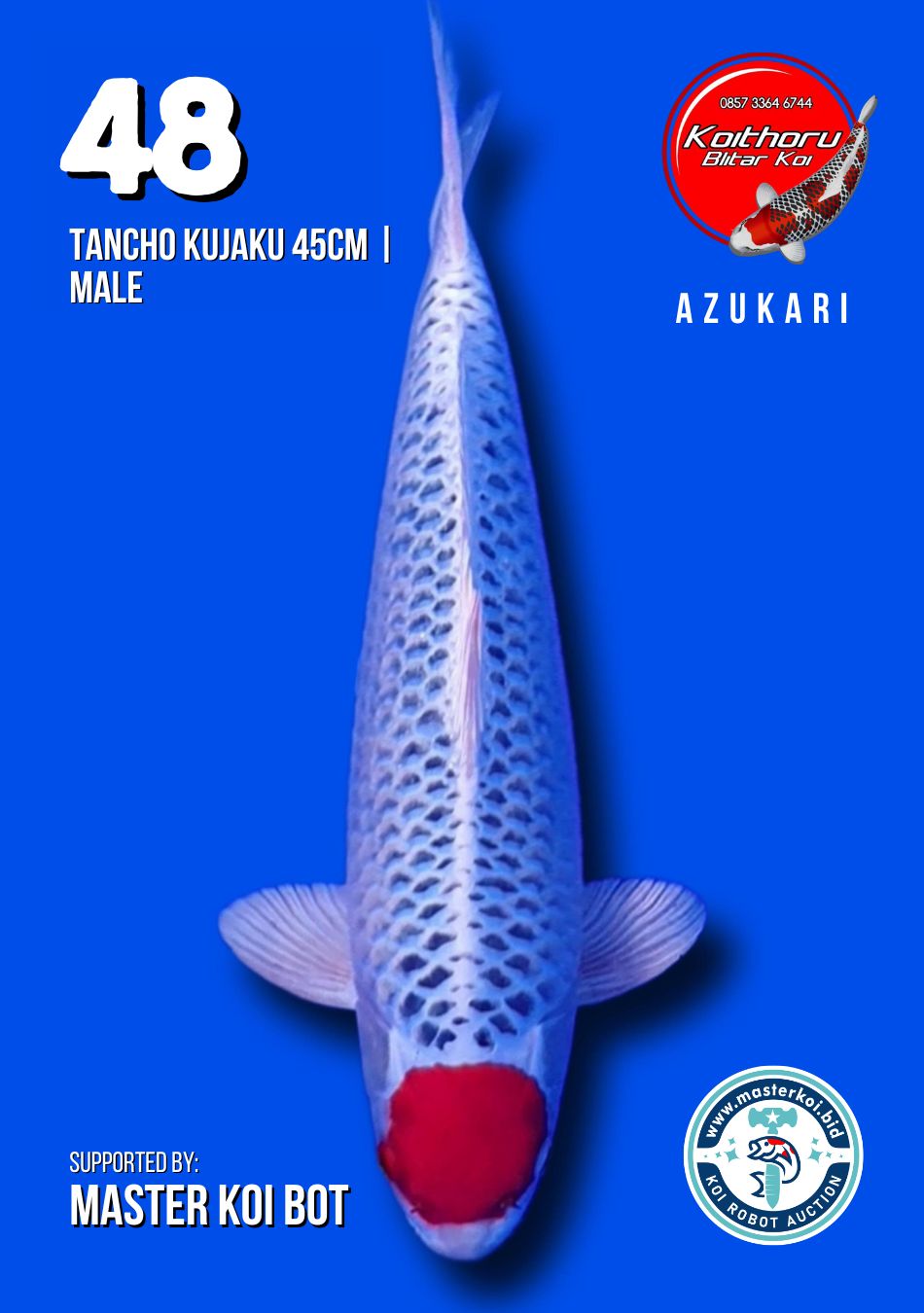 Lelang Koi Online, Jual Beli Ikan Koi, Pusat Jual Beli Koi, Info Lelang Koi Hari Ini, Platform Jual Beli Koi, Jual Beli Ikan Koi Online, Marketplace Ikan Koi, Jual Koi Terbaik, Tempat Beli Koi Berkualitas, Pasar Ikan Koi Online Terpercaya, Penjual Ikan Koi Terpercaya, Beli Koi Hias Online, Ikan Koi untuk Dijual, Koi Kualitas Terbaik, Toko Online Ikan Koi, Koi Hias Untuk Dijual, Jual Beli Ikan Koi Lokal, Koi Indonesia Online, Pusat Jual Beli Koi Terbesar