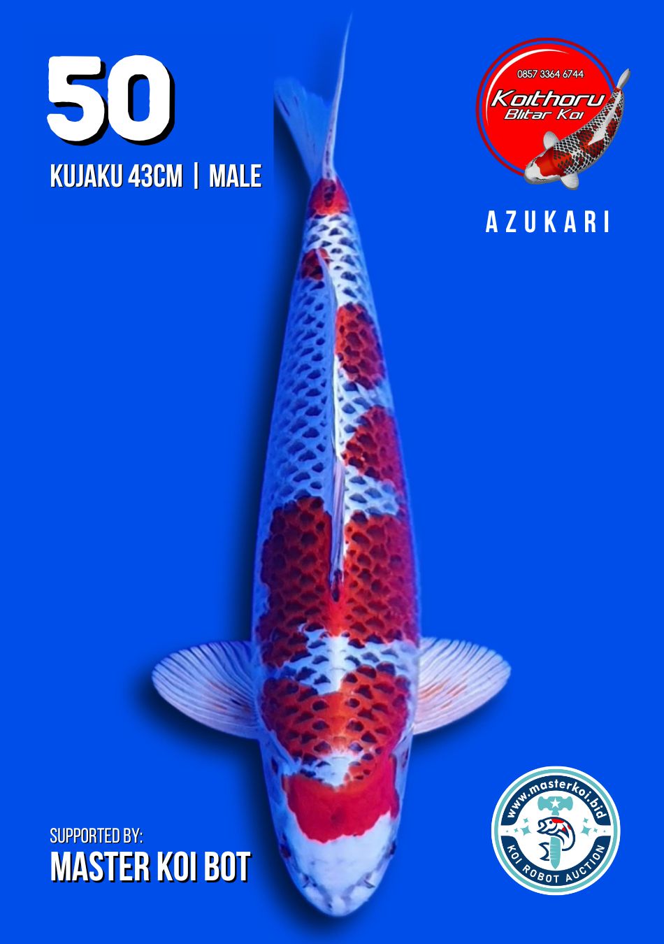 Lelang Koi Online, Jual Beli Ikan Koi, Pusat Jual Beli Koi, Info Lelang Koi Hari Ini, Platform Jual Beli Koi, Jual Beli Ikan Koi Online, Marketplace Ikan Koi, Jual Koi Terbaik, Tempat Beli Koi Berkualitas, Pasar Ikan Koi Online Terpercaya, Penjual Ikan Koi Terpercaya, Beli Koi Hias Online, Ikan Koi untuk Dijual, Koi Kualitas Terbaik, Toko Online Ikan Koi, Koi Hias Untuk Dijual, Jual Beli Ikan Koi Lokal, Koi Indonesia Online, Pusat Jual Beli Koi Terbesar